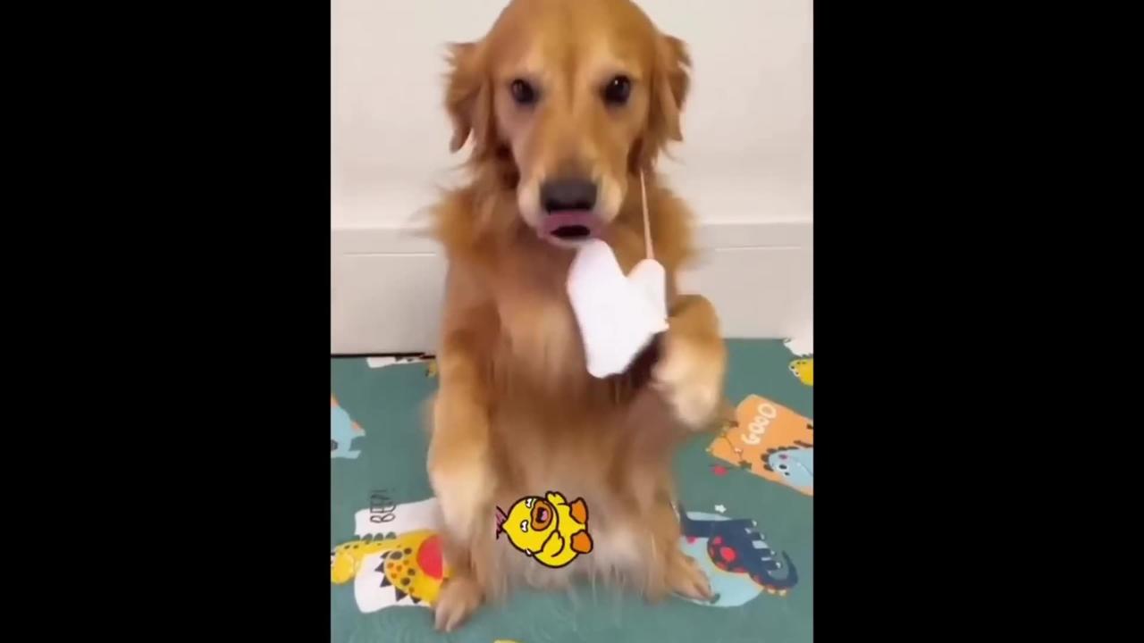 Funniest Videos 2022 😂 Funny Cats 🐱 and Dogs 🐶 Part 3