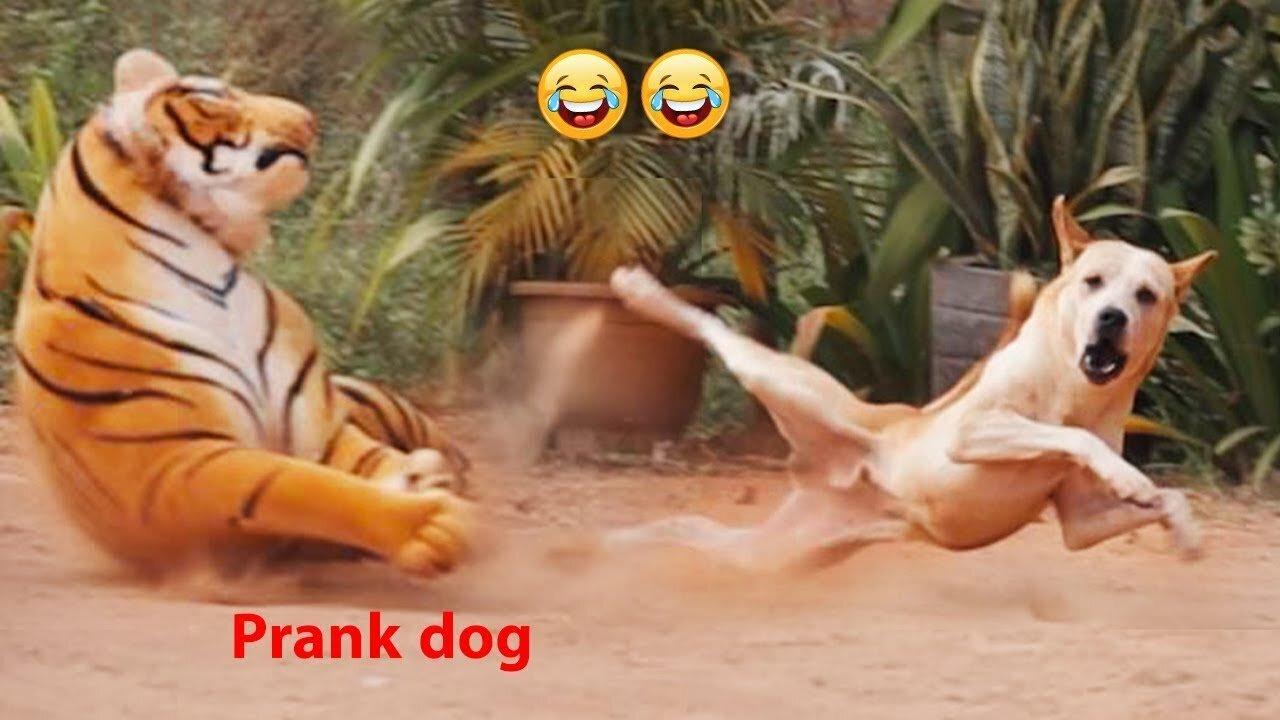 troll prank dog funny and fake lion and fake tiger prank to dog & huge box prank to dog
