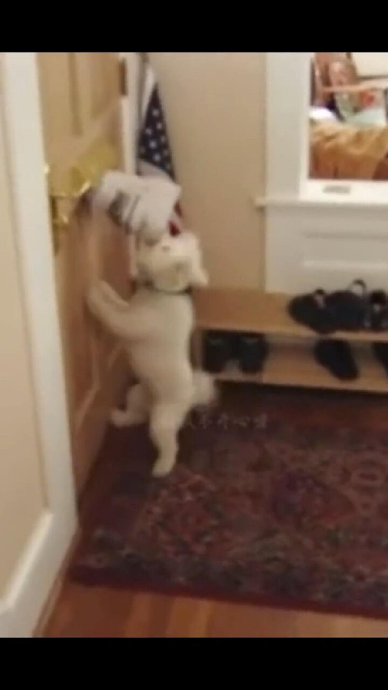 Angry cat One News Page VIDEO