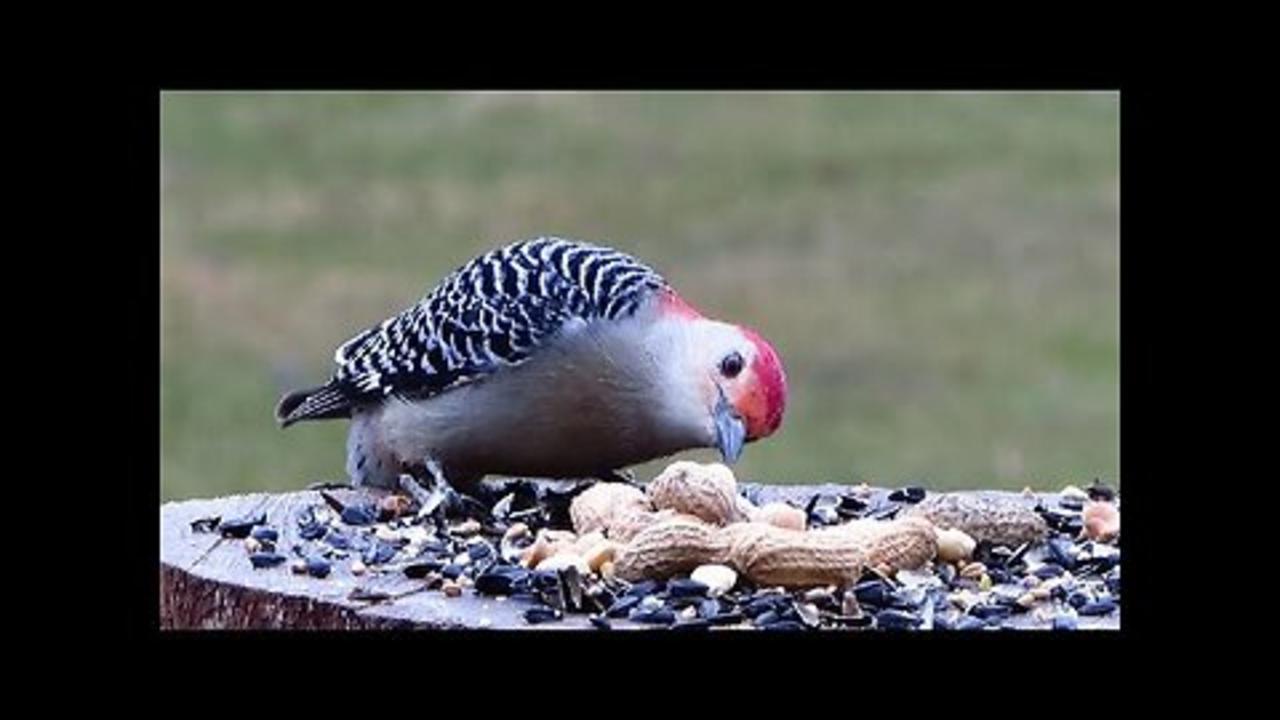 Red-bellied woodpeckers and friends get some lunch in the rain