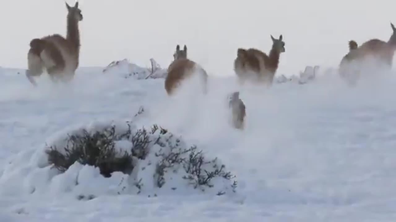 The moment a mountain lion brings down a guanaco several times its size.🔥