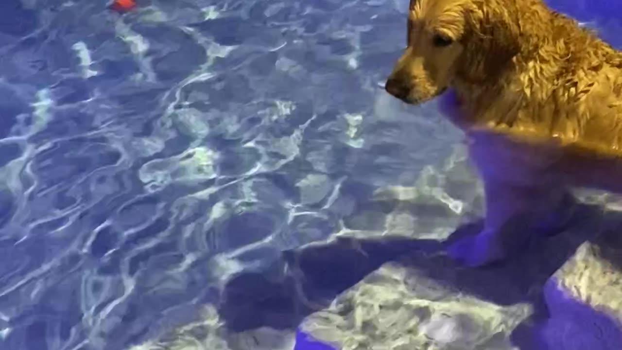 Dog Dives to Fetch Ball Out of Pool One News Page VIDEO