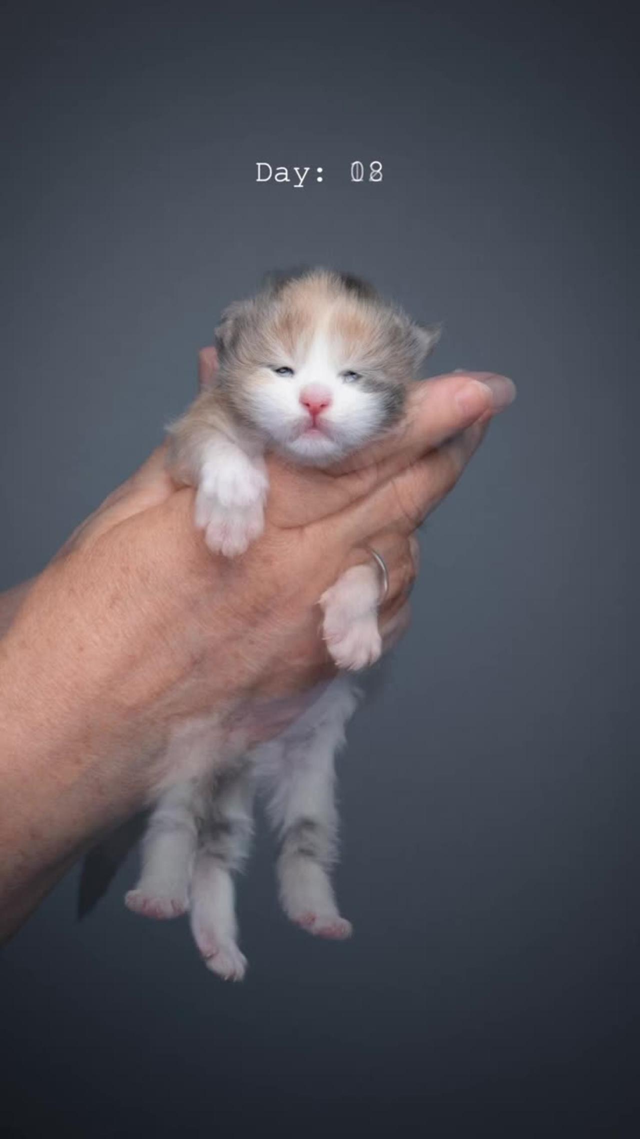 Maine Coon kitten
