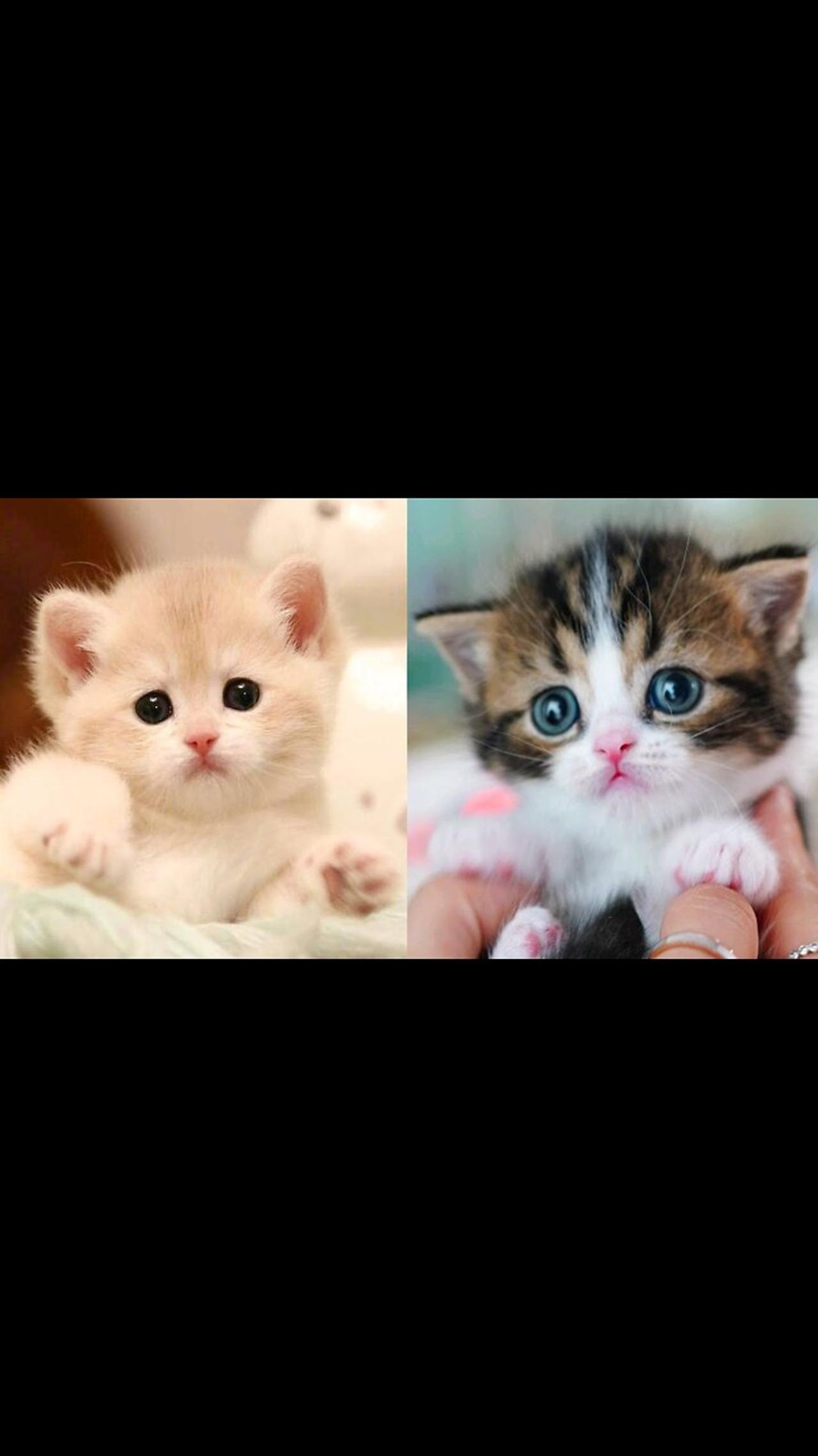 Baby Cat - Cute and Sweet 🥹🥹💋