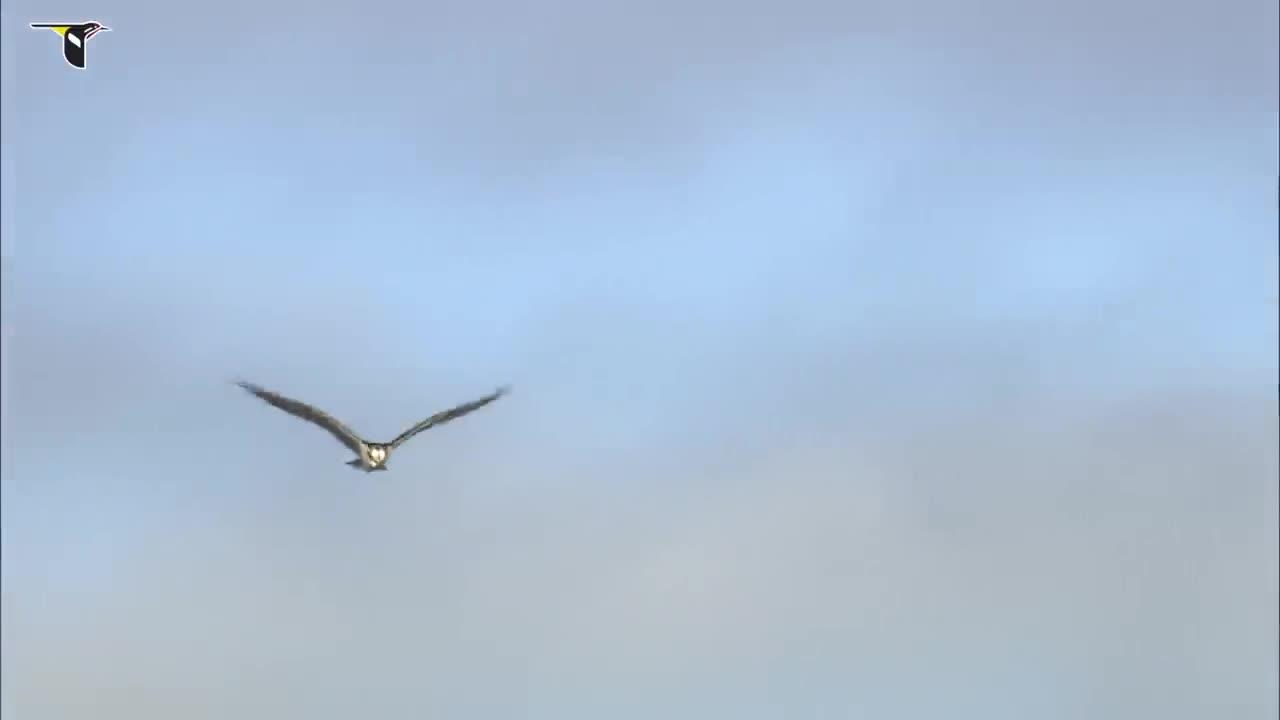 Osprey flying