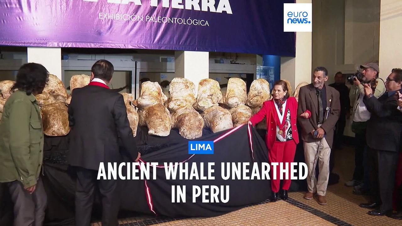 Heaviest animal ever may be ancient whale found in Peruvian desert