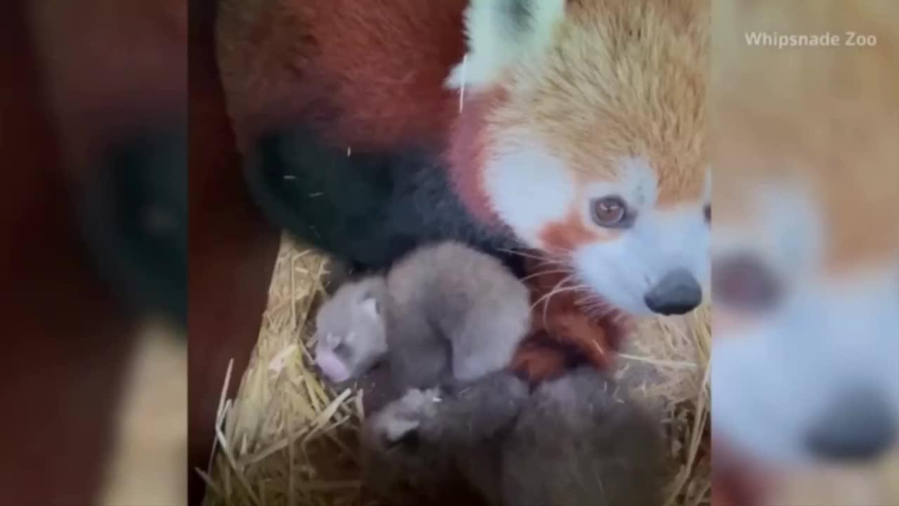 These Newborn Endangered Red Panda Cubs are Too Cute