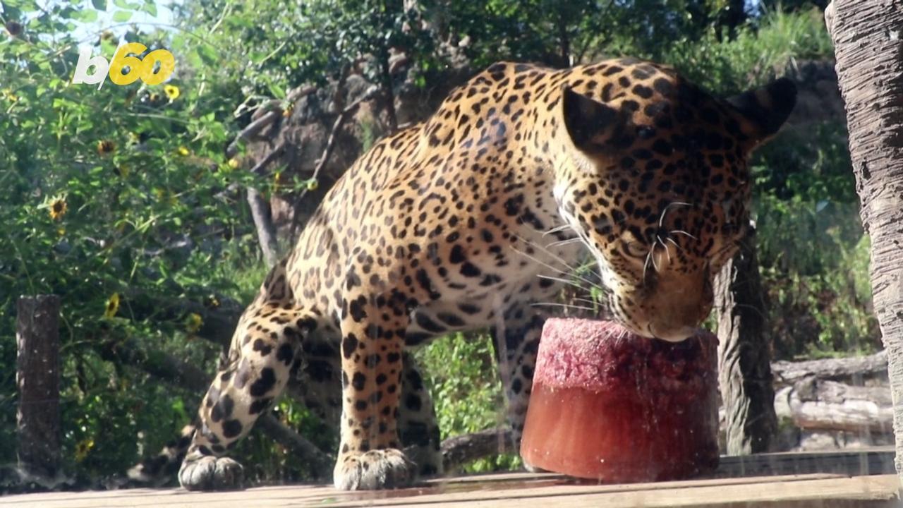 “Blood Popsicles” are All the Rage at the Jaguar Enclosure