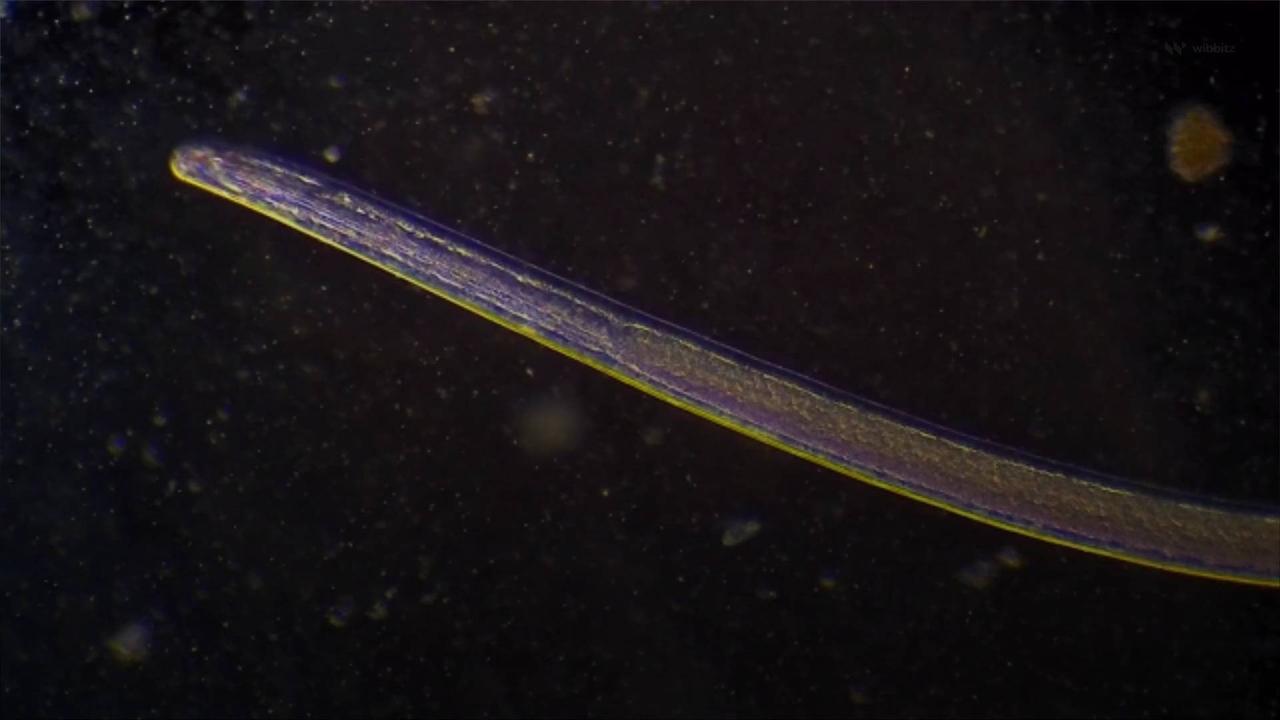 Scientists Revive Ancient Worm Frozen For Tens of Thousands of Years