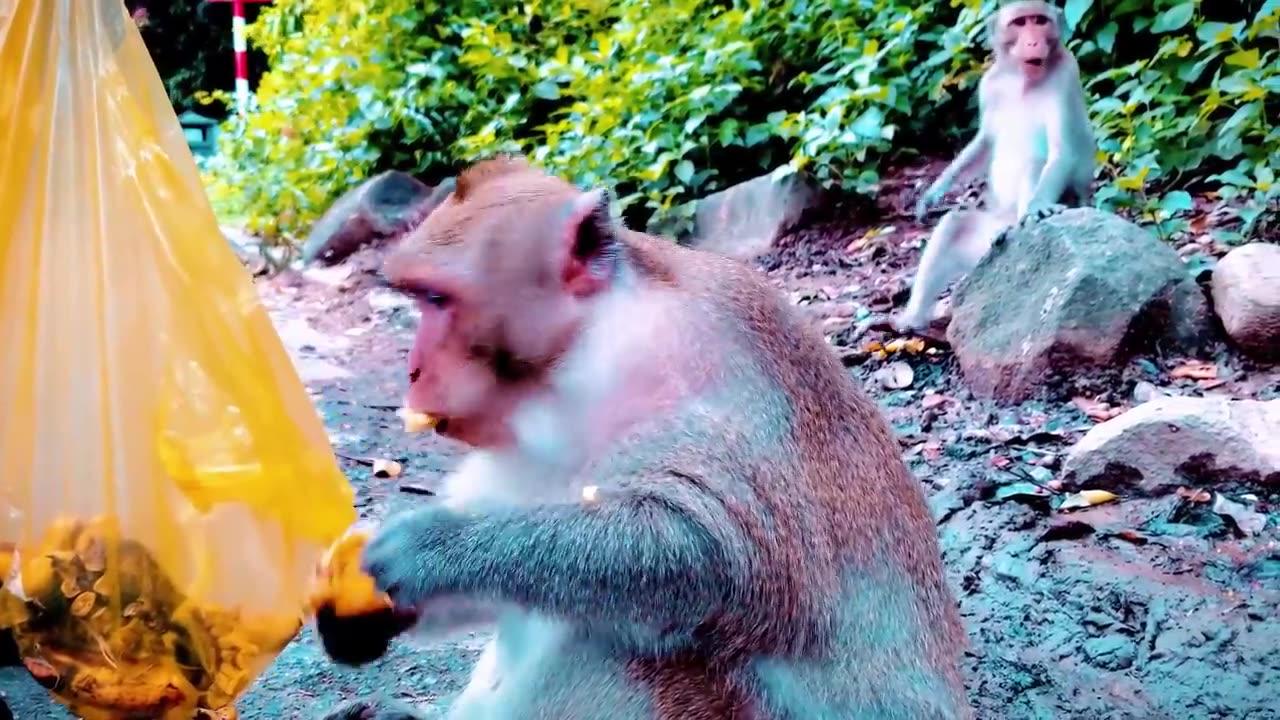 4K Quality Animal Footage - Monkeys Beautiful Scenery