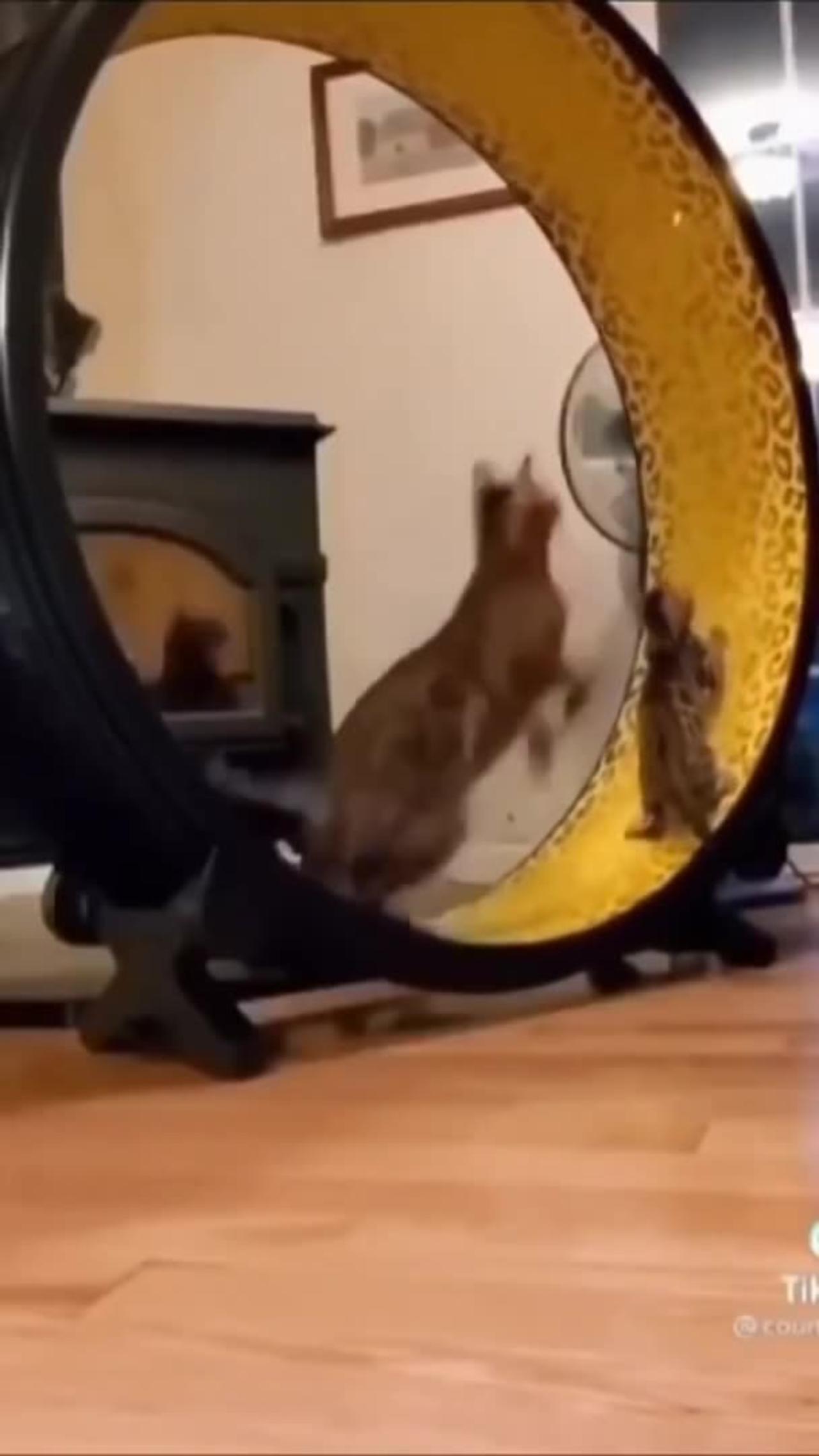 So cute cat funny video 🤣