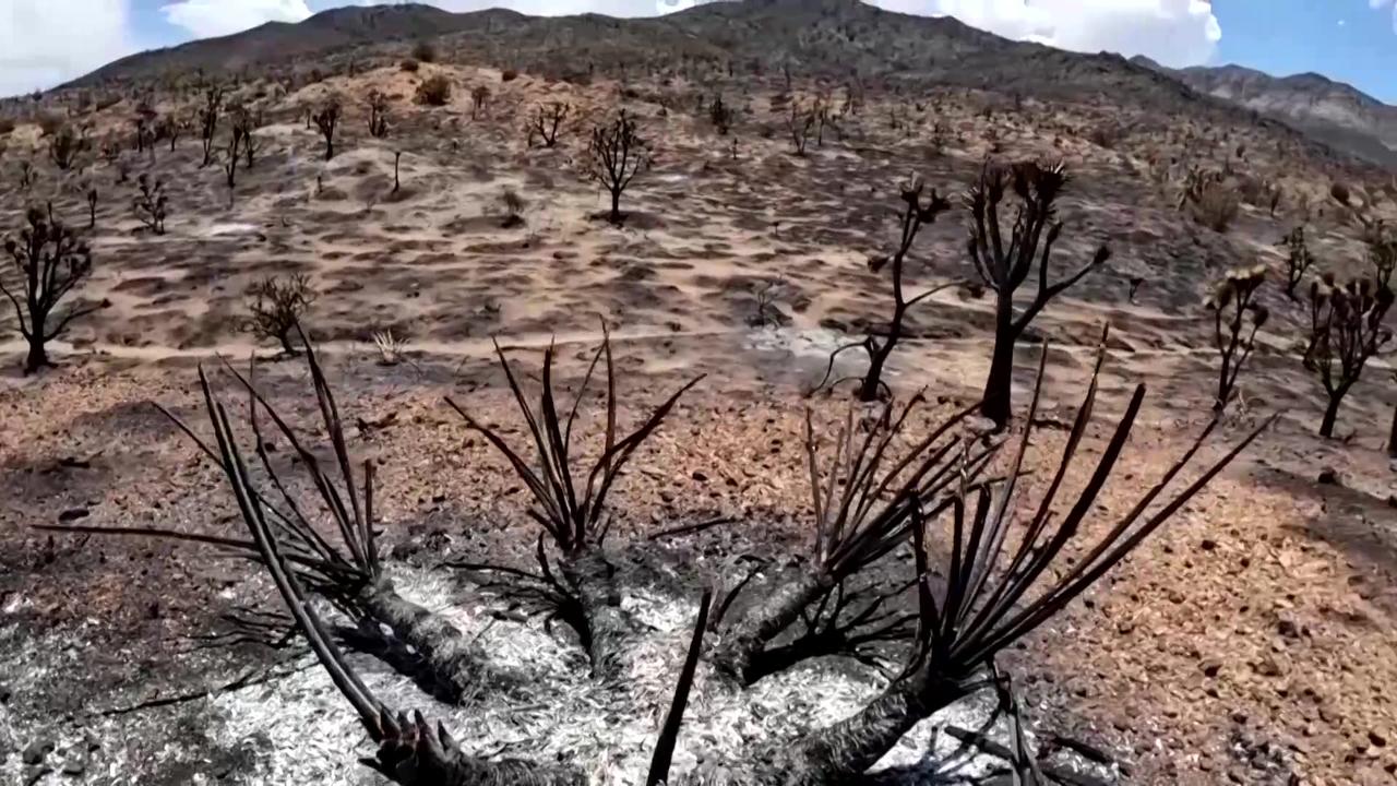 Wildfire in Mojave Desert destroys iconic Joshua trees