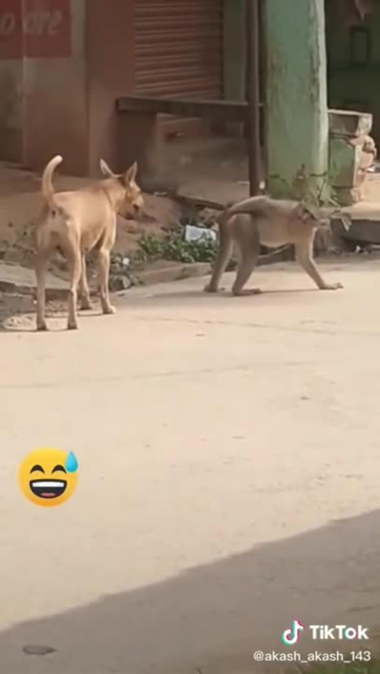 Super Funny Animal Video that Will Make You Laugh Out Loud