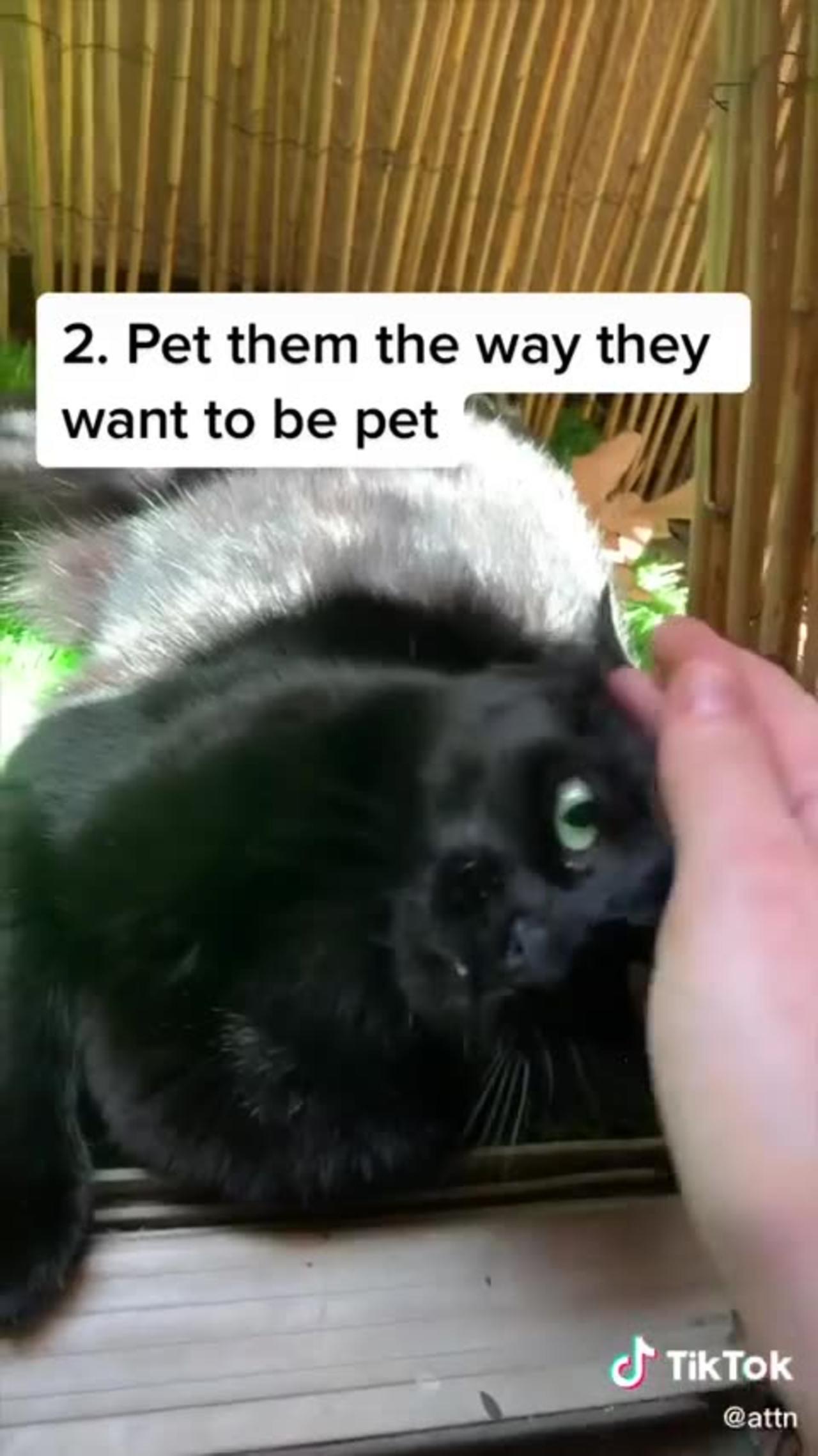 Ways to make A cat like you One News Page VIDEO