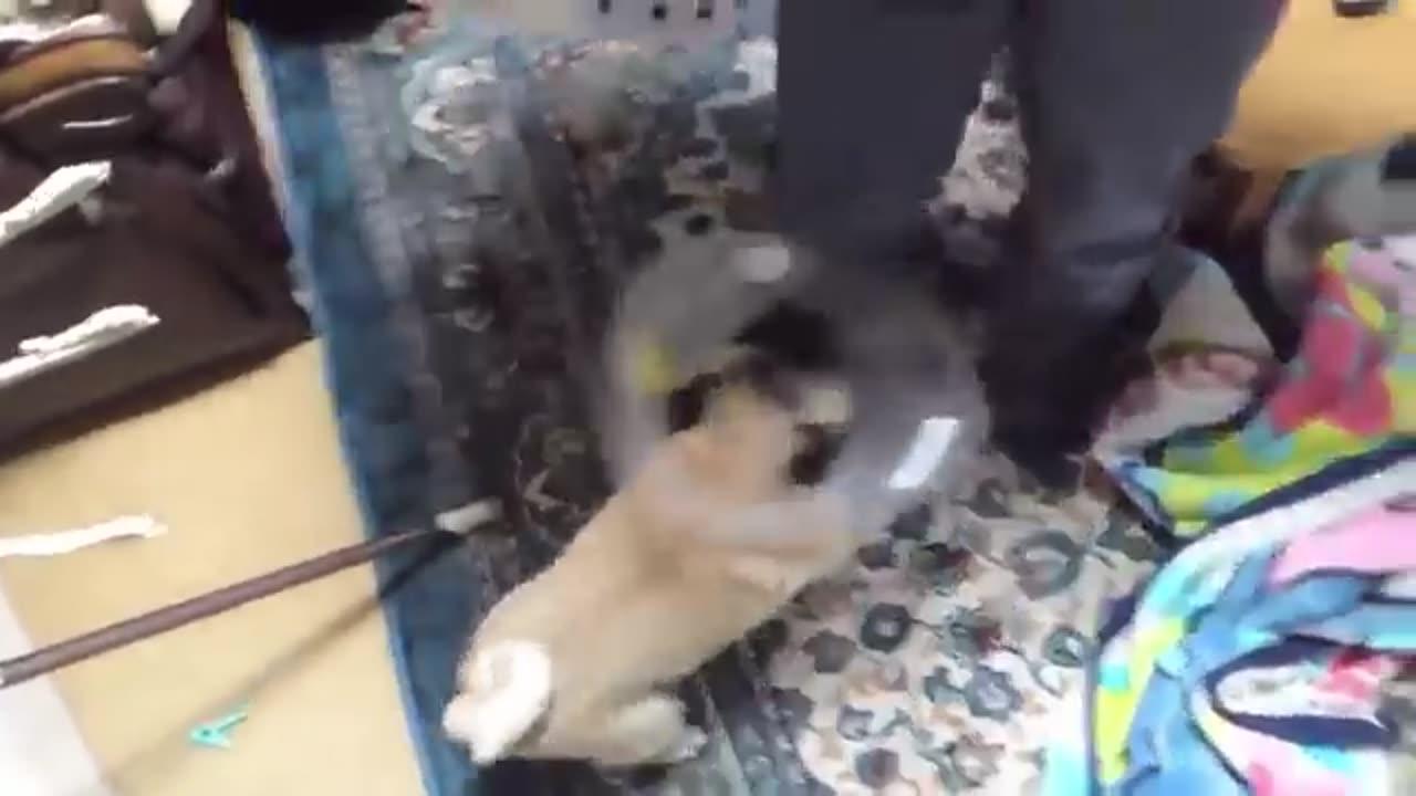 Top dog barking videos compilation 2023Dog One News Page VIDEO