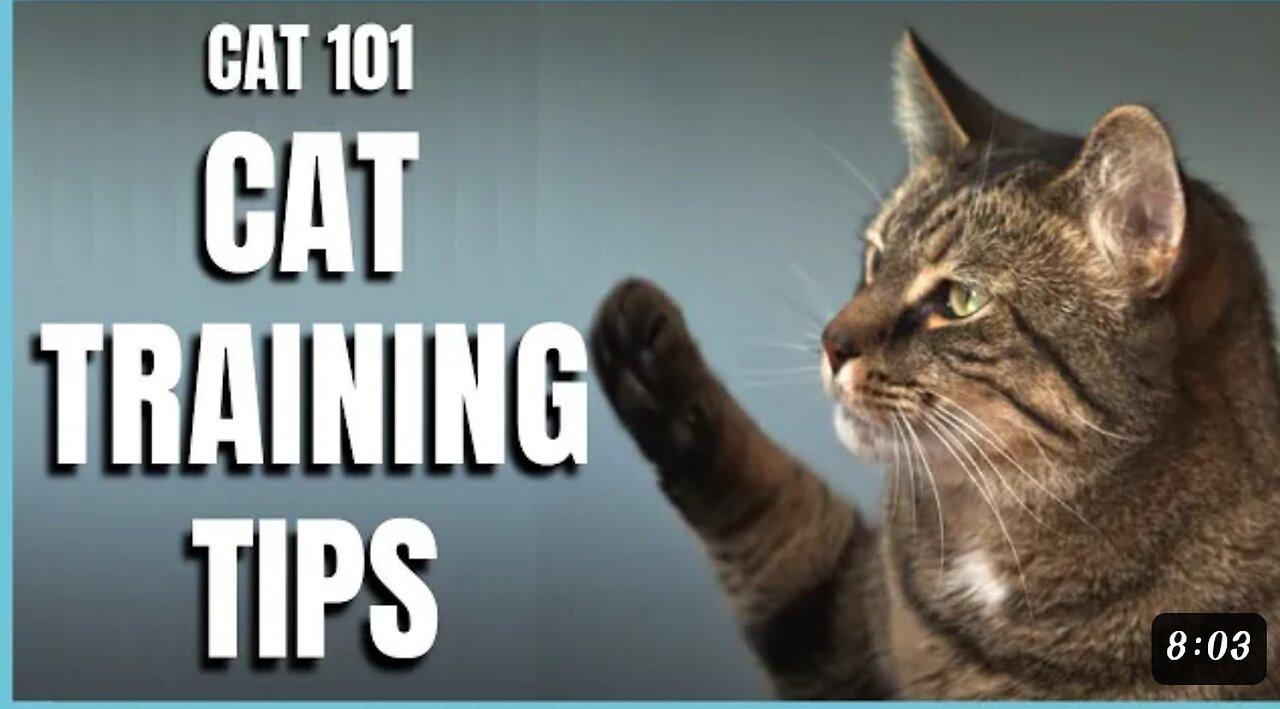 Cats training 😺 and basic tips.