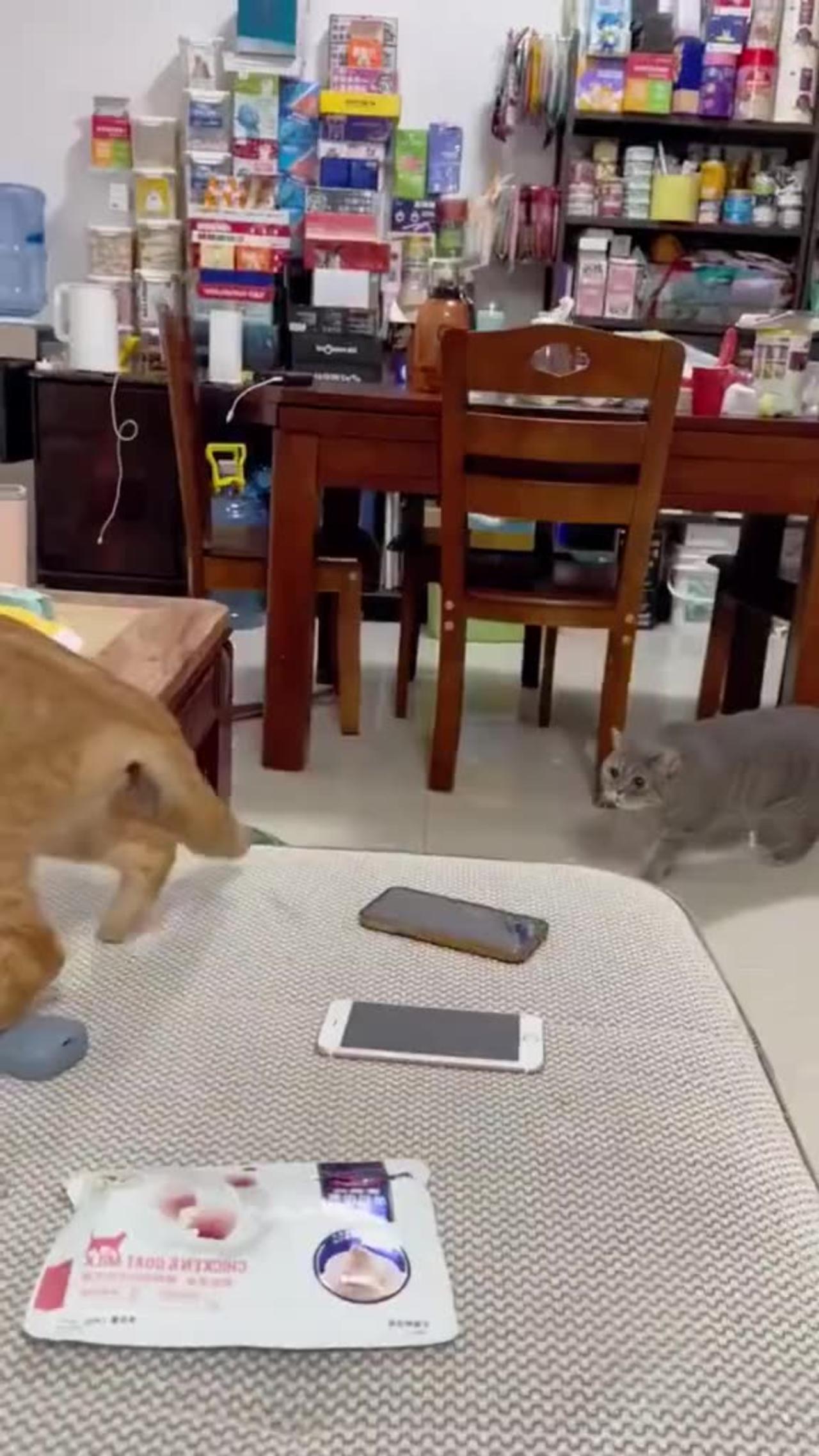 2023 funniest cat video 😂 you laugh so hard you cry