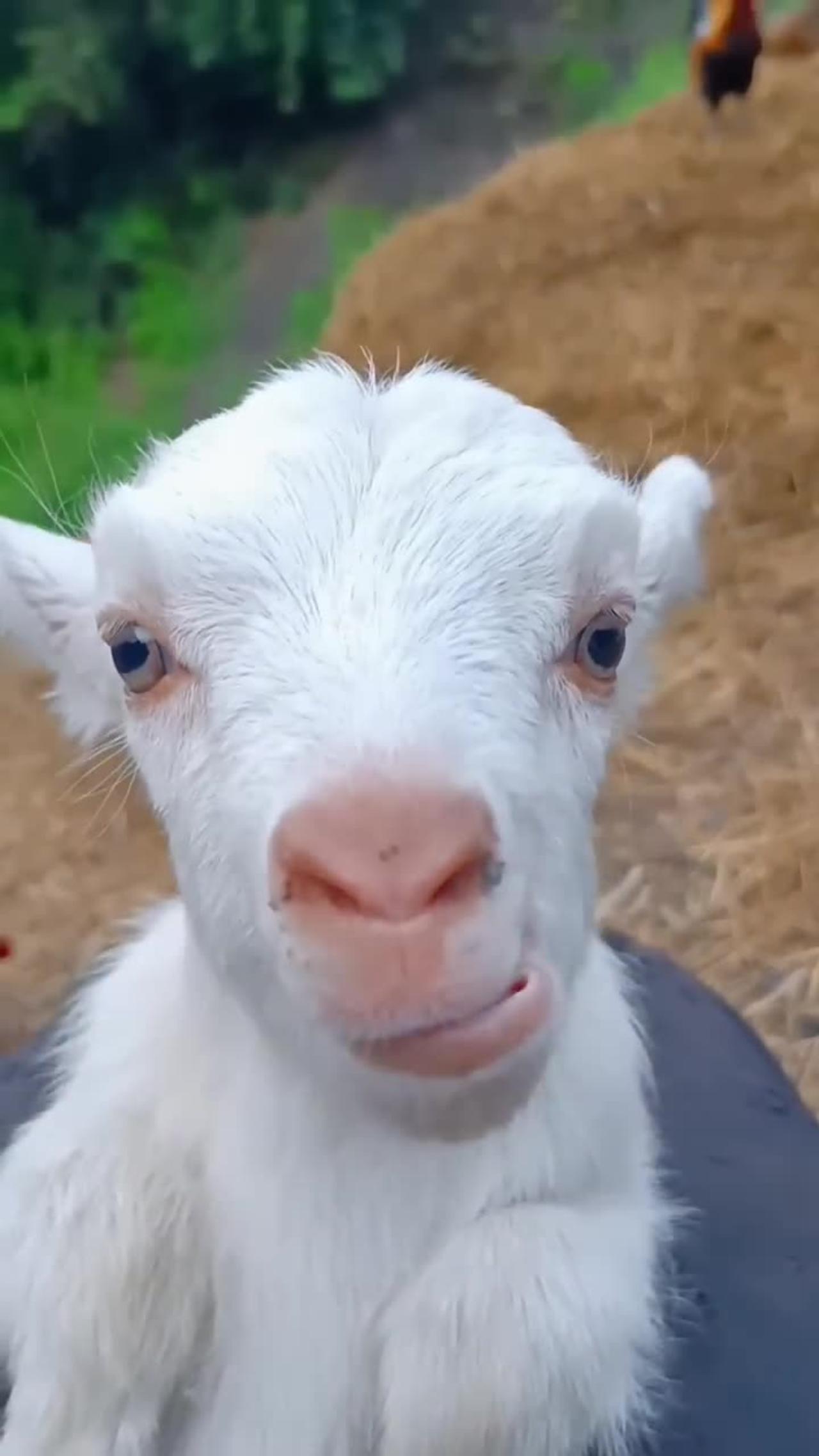 cute goat video