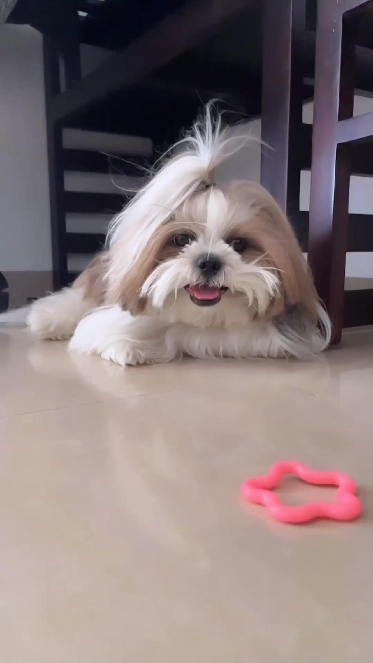 Dog baby 🐶 - One News Page VIDEO