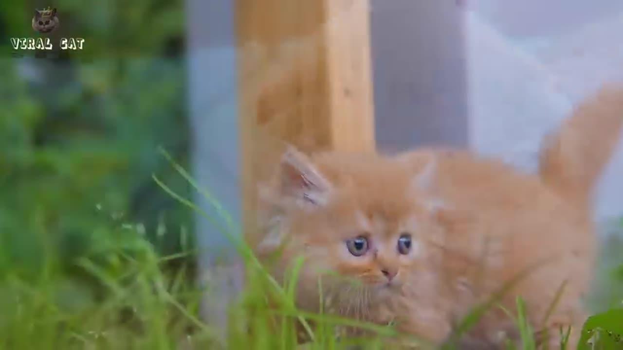 Beautiful Viral animal footage -cat & kittens