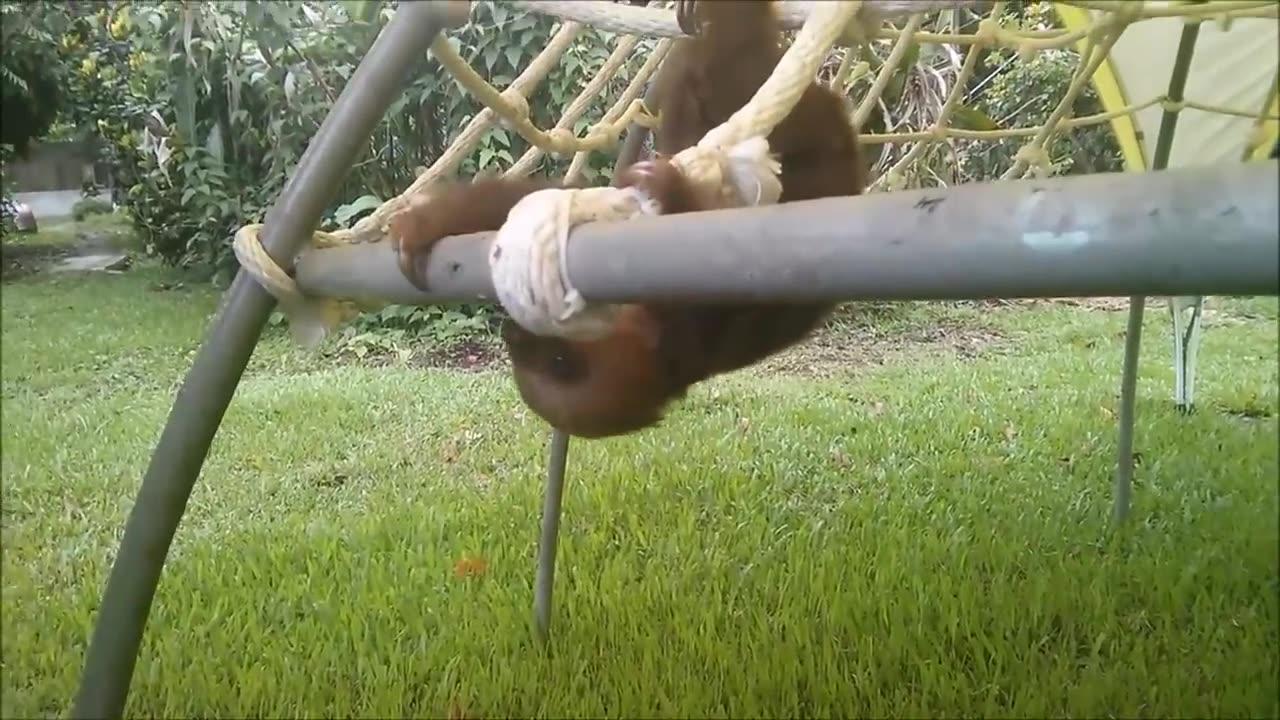 baby sloths being sloths funniest video