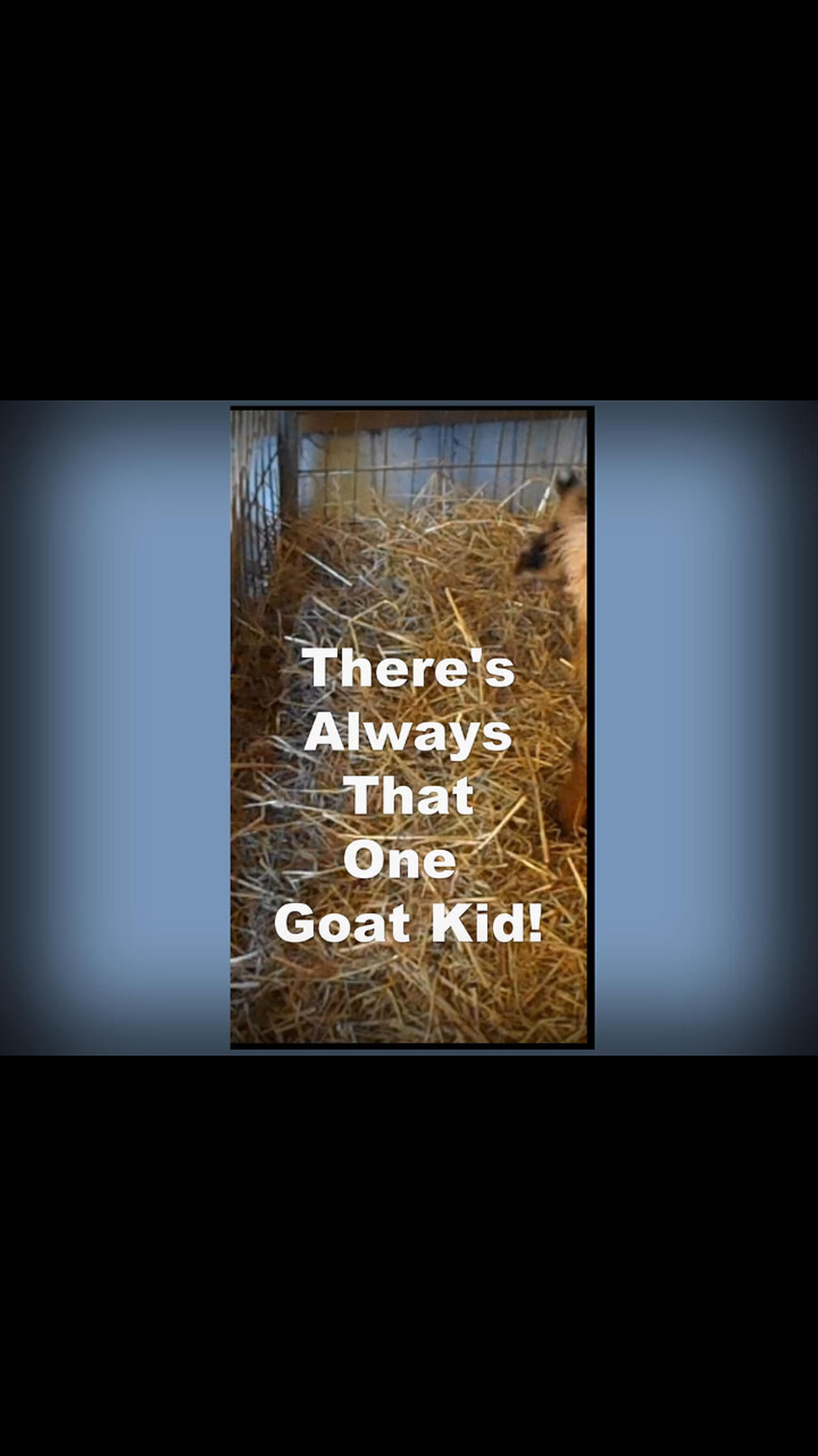 There’s Always That One Kid Goat!