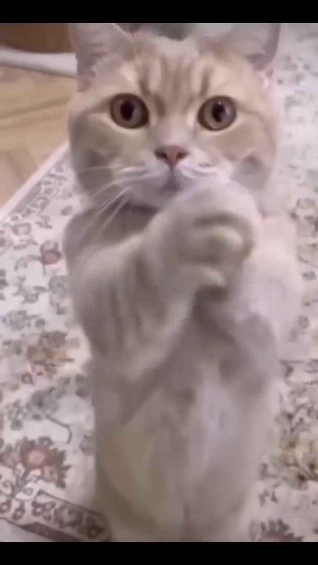 Purrfectly Hilarious! Watch This Adorable Cat's Epic Dance Moves