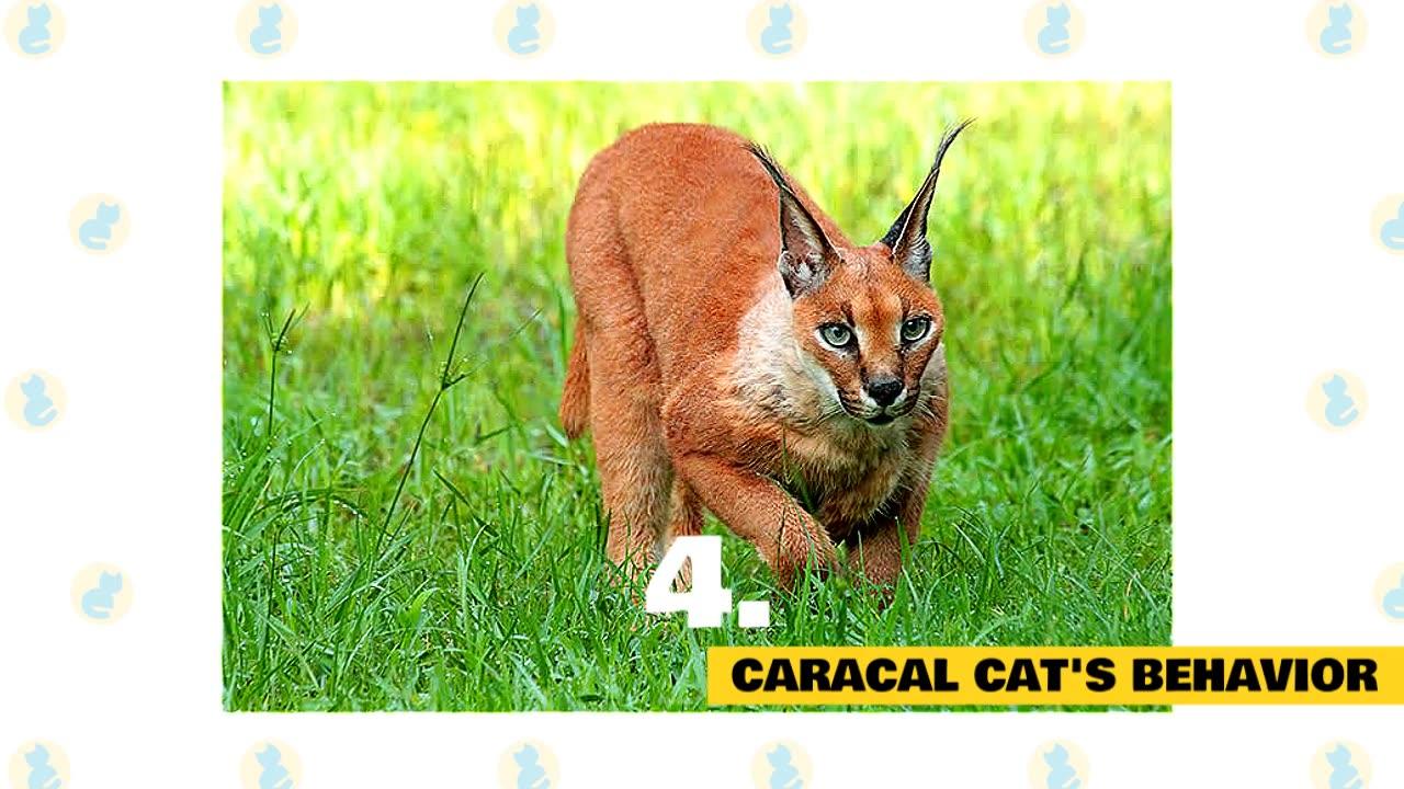 Caracal Cats 101: Fun Facts & Myths