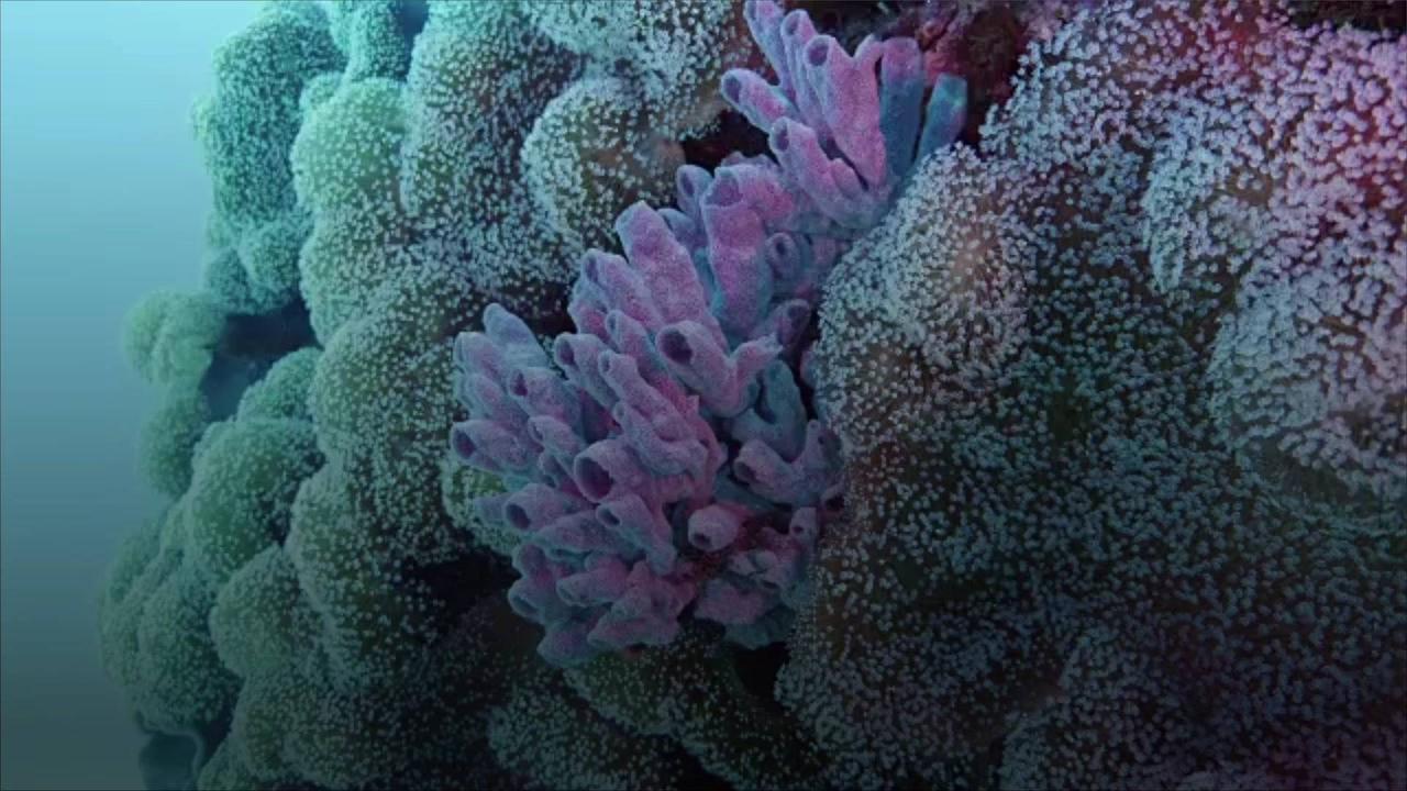 Major Bleaching Events Pause Great Barrier Reef Recovery
