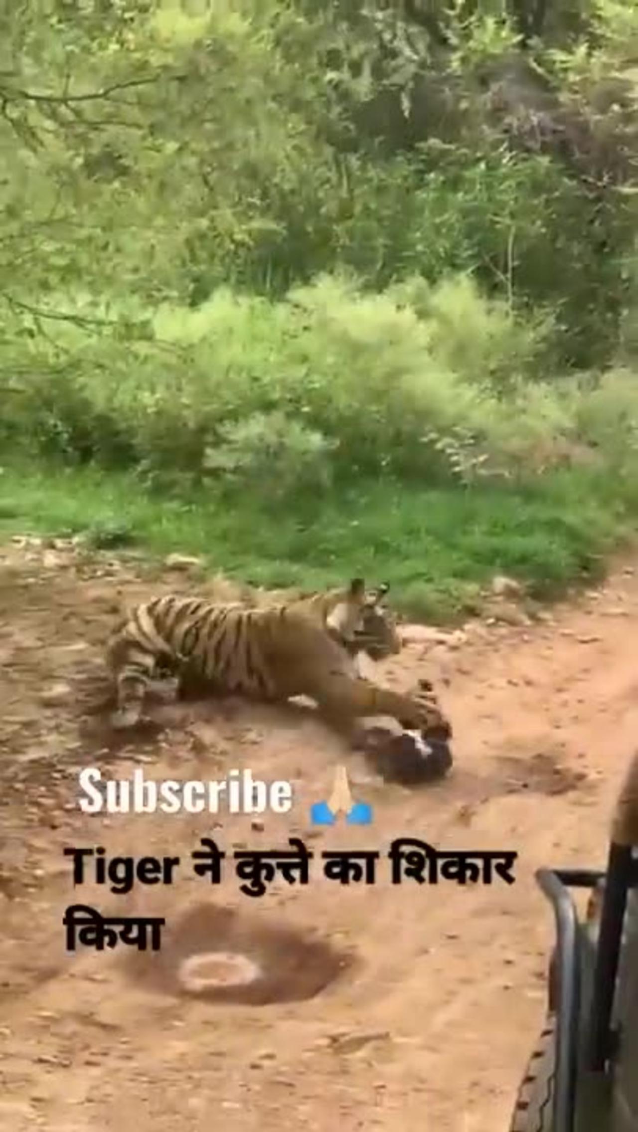 The Tiger killed dog at zohn 2 Ranthambore National Park tiger attack dog.