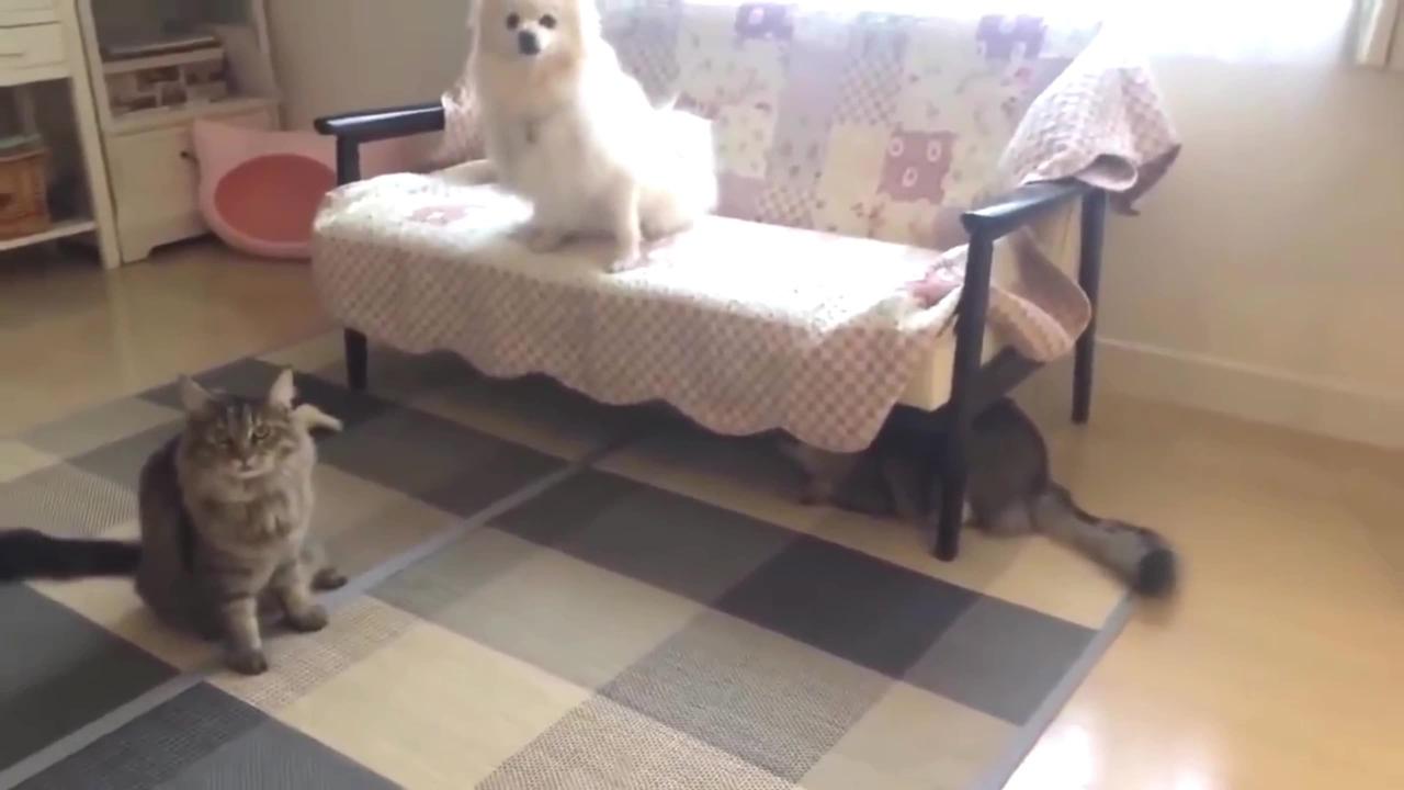 Cute dogs vs cat's funny video