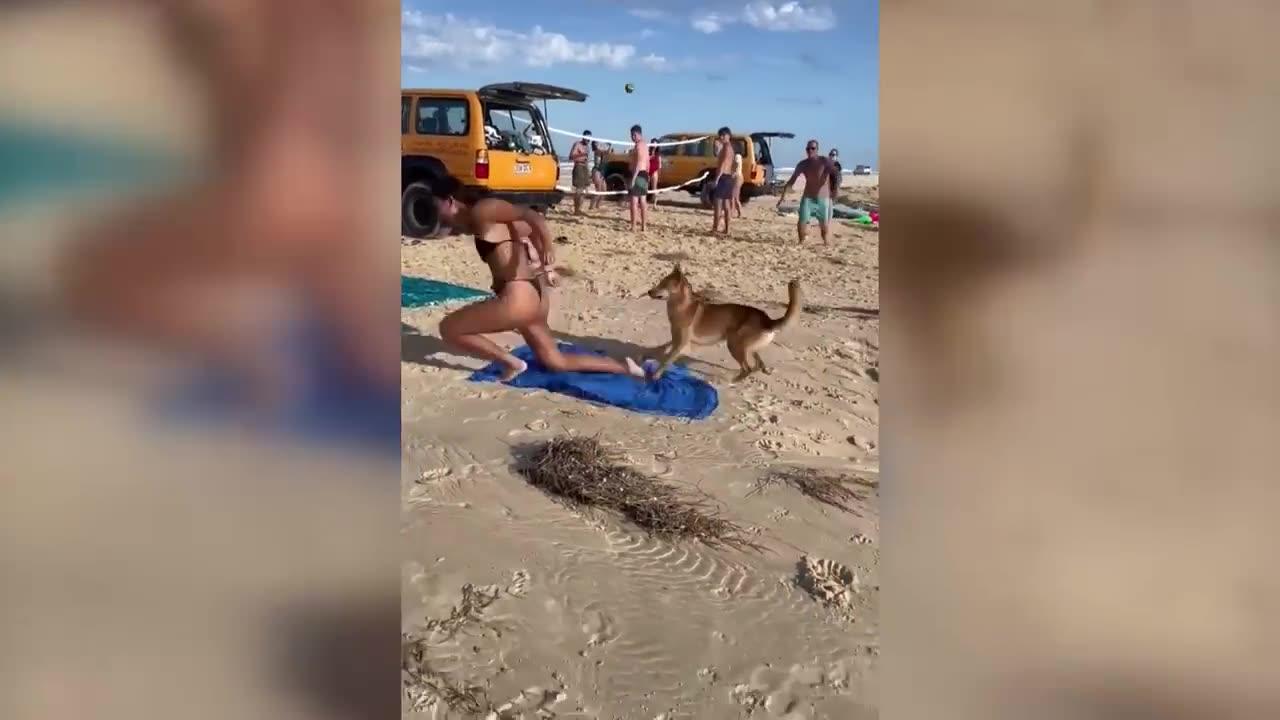 Australia: dingo bites sunbathing tourist in Queensland