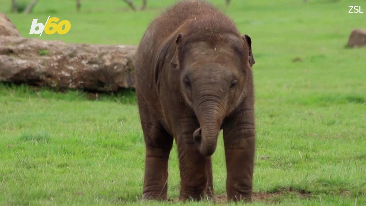 Young Asian Elephant Can’t Stop and Won’t Stop Being Adorable