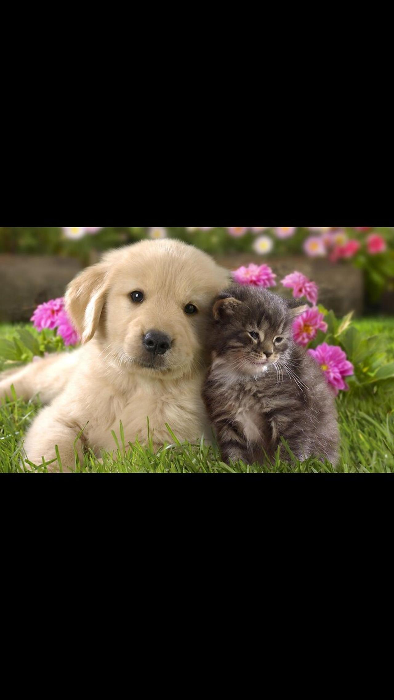 Cat and Dog friendship duo One News Page VIDEO