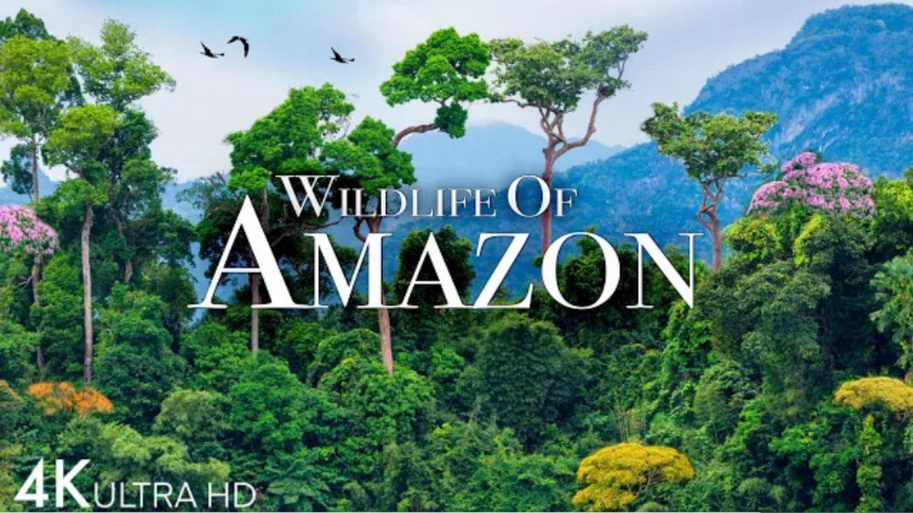 Amazon Wildlife 4K - Part 1 | Animals That Call The Jungle Home | Amazon Rainforest Relaxation Film
