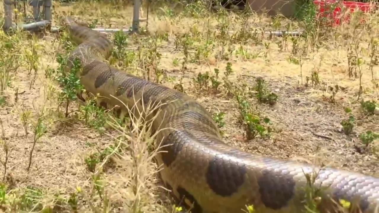 10 Biggest Snakes Ever Discovered