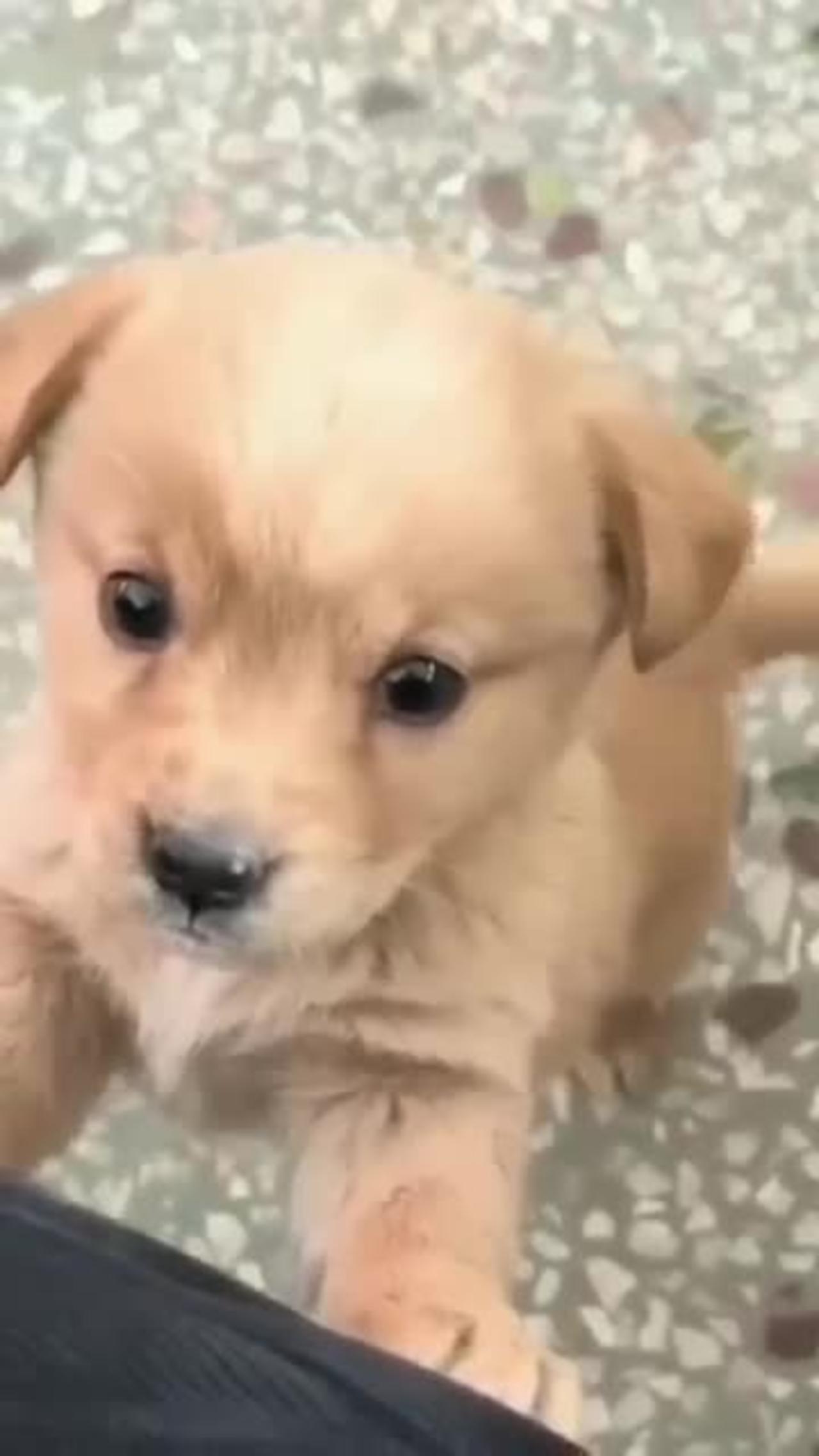 Cute dog