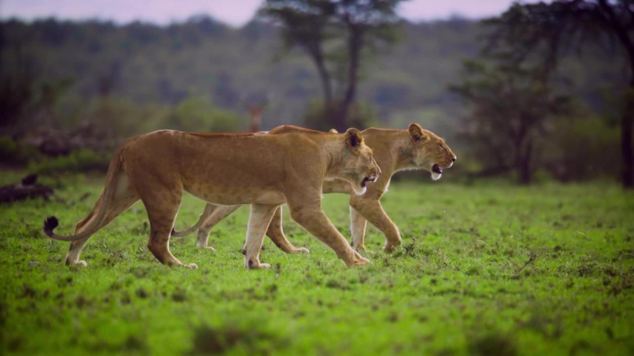 Majestic Pair of Lionesses Walking Together in the Wild