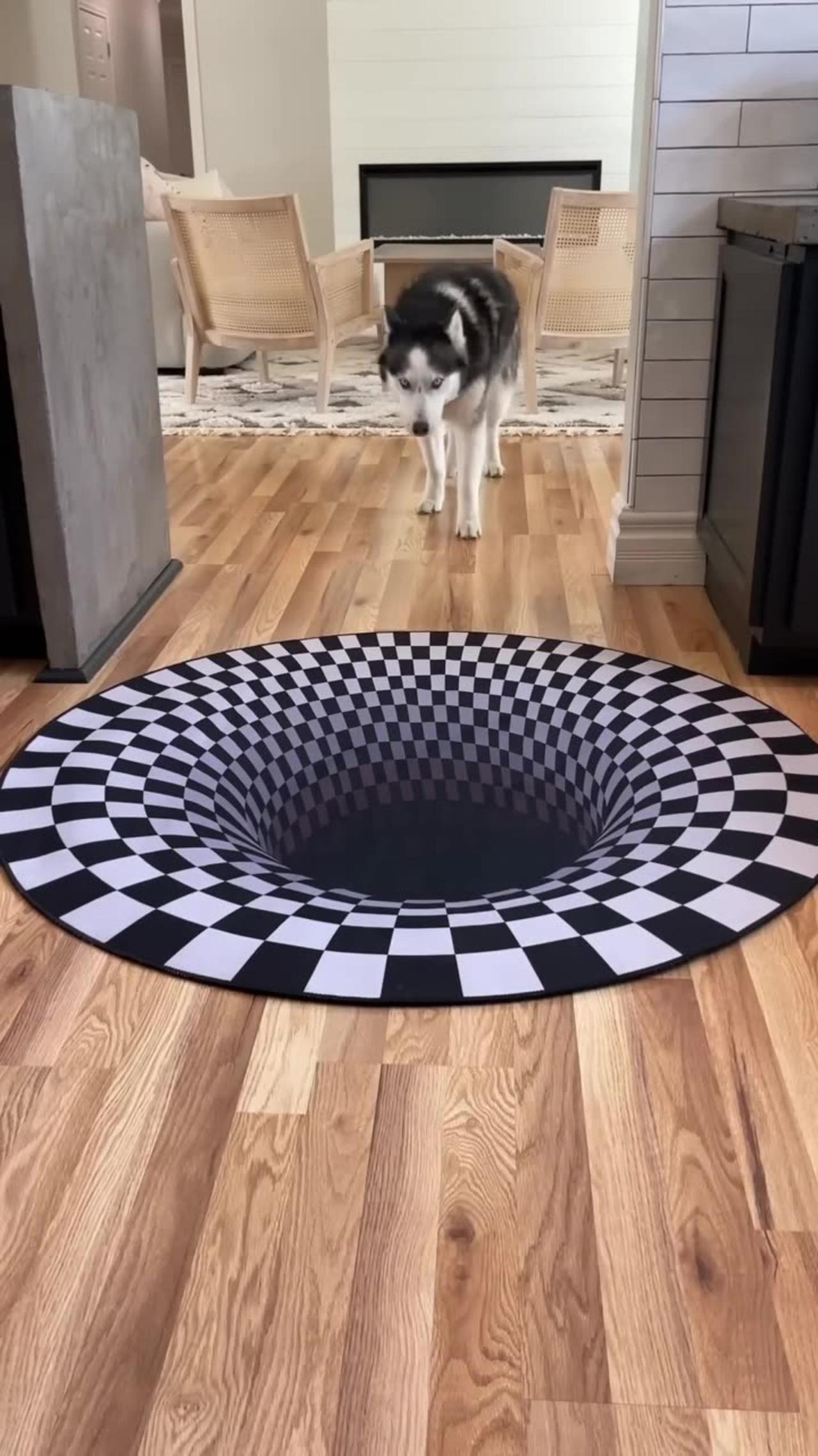 Dogs funny reaction to entering optical illusion rug!