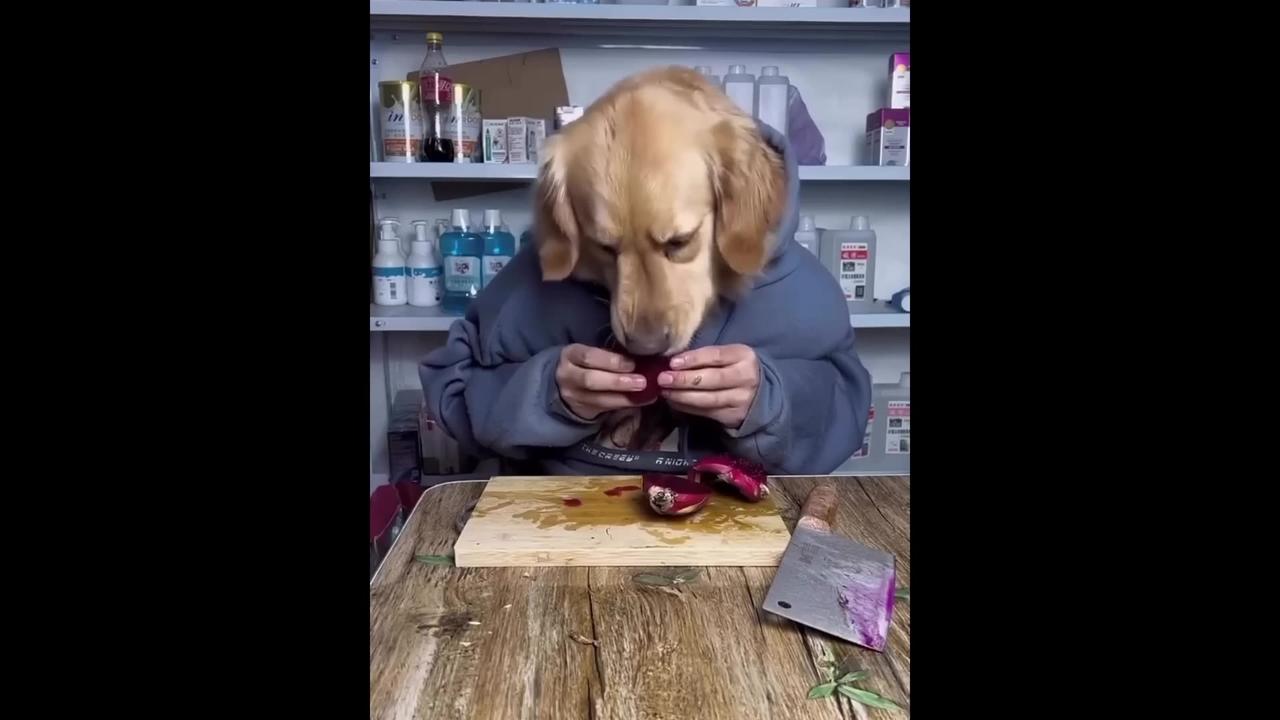 New Funny Animals -- Funniest Cats and Dogs Videos ----(1080P_HD)