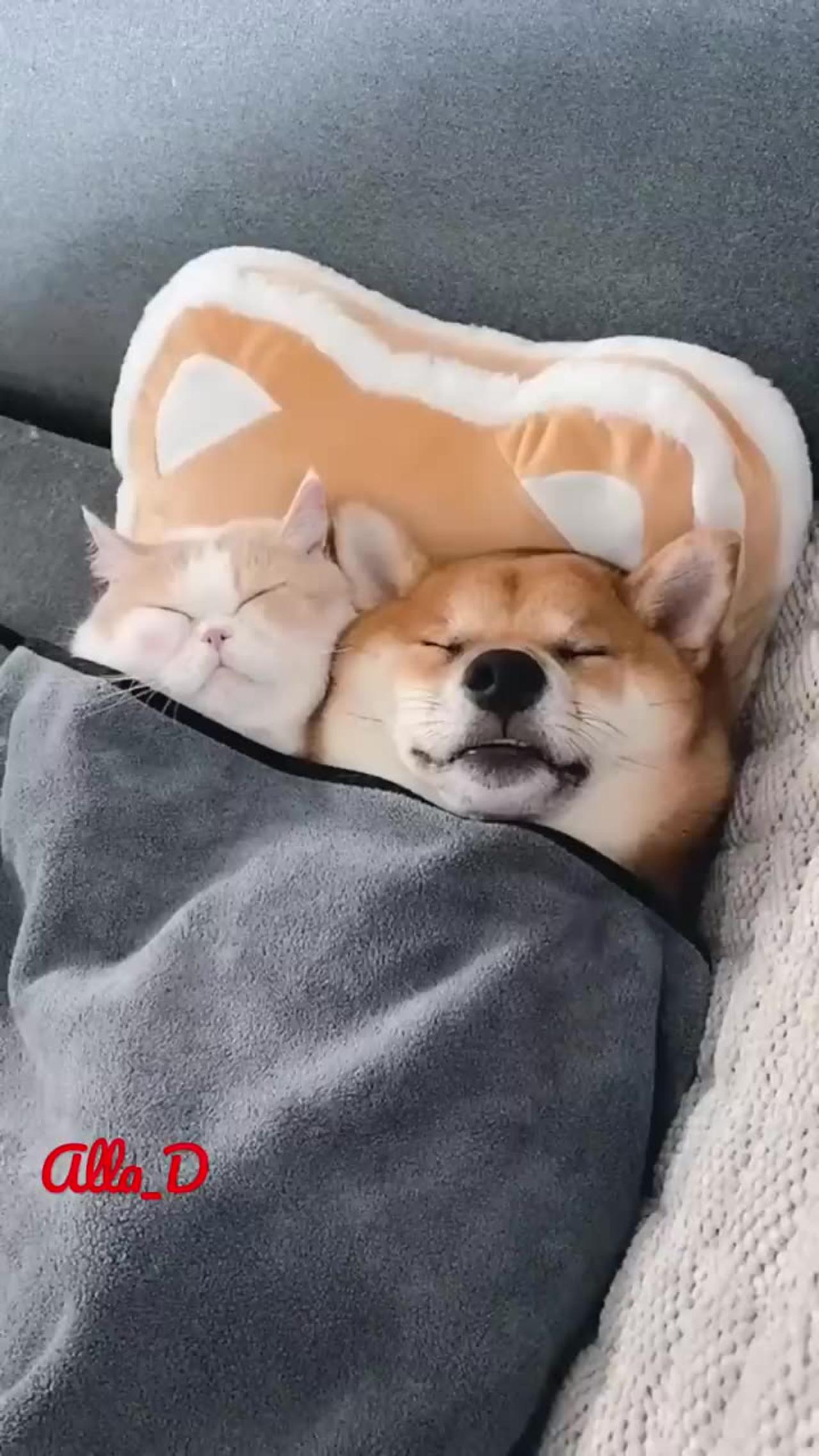 Funny Animal Videos 😂 - One News Page VIDEO