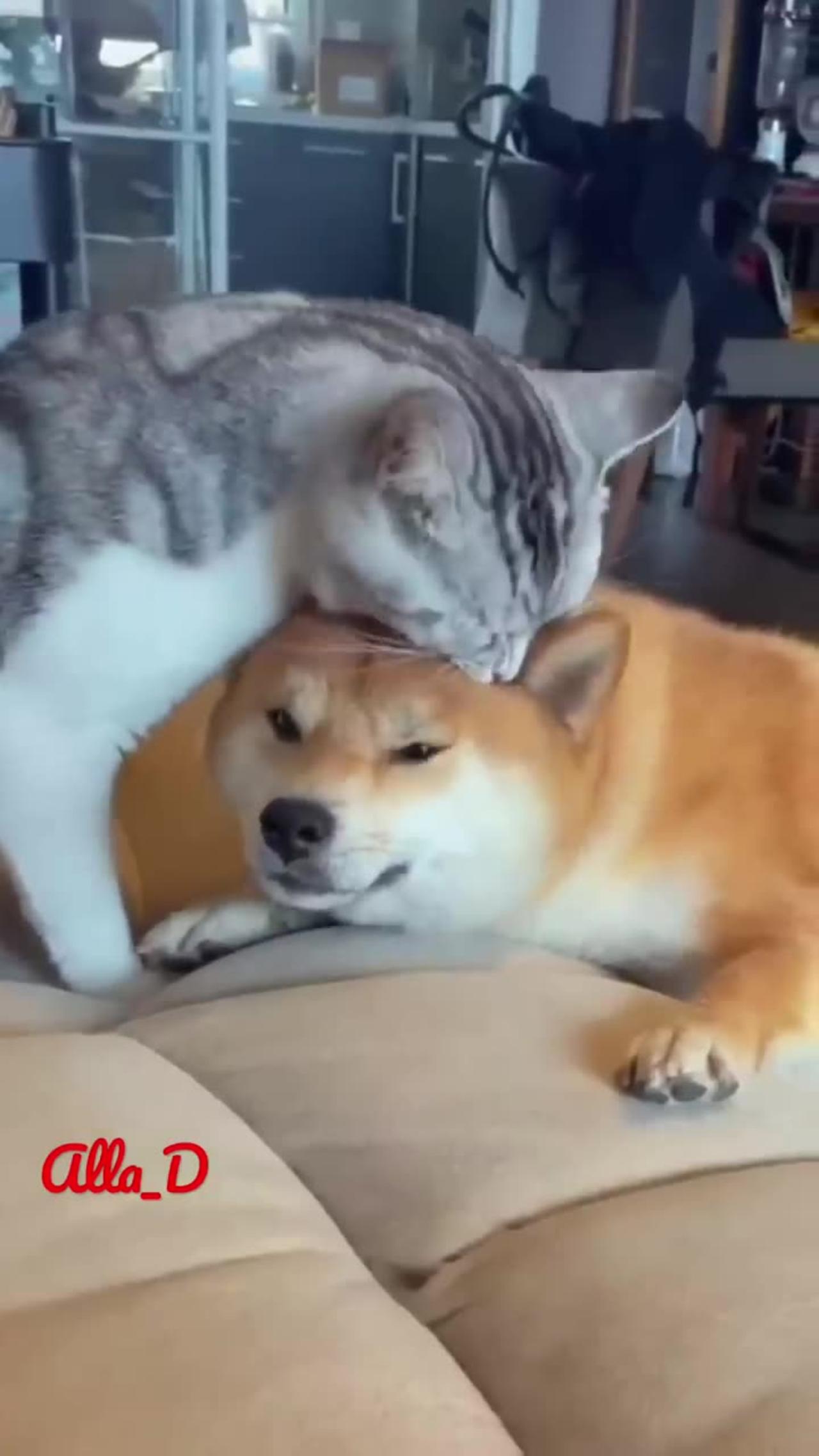 Unlikely friendship: astonishing cat 🐈 and dogs 🐕 duo! Short
