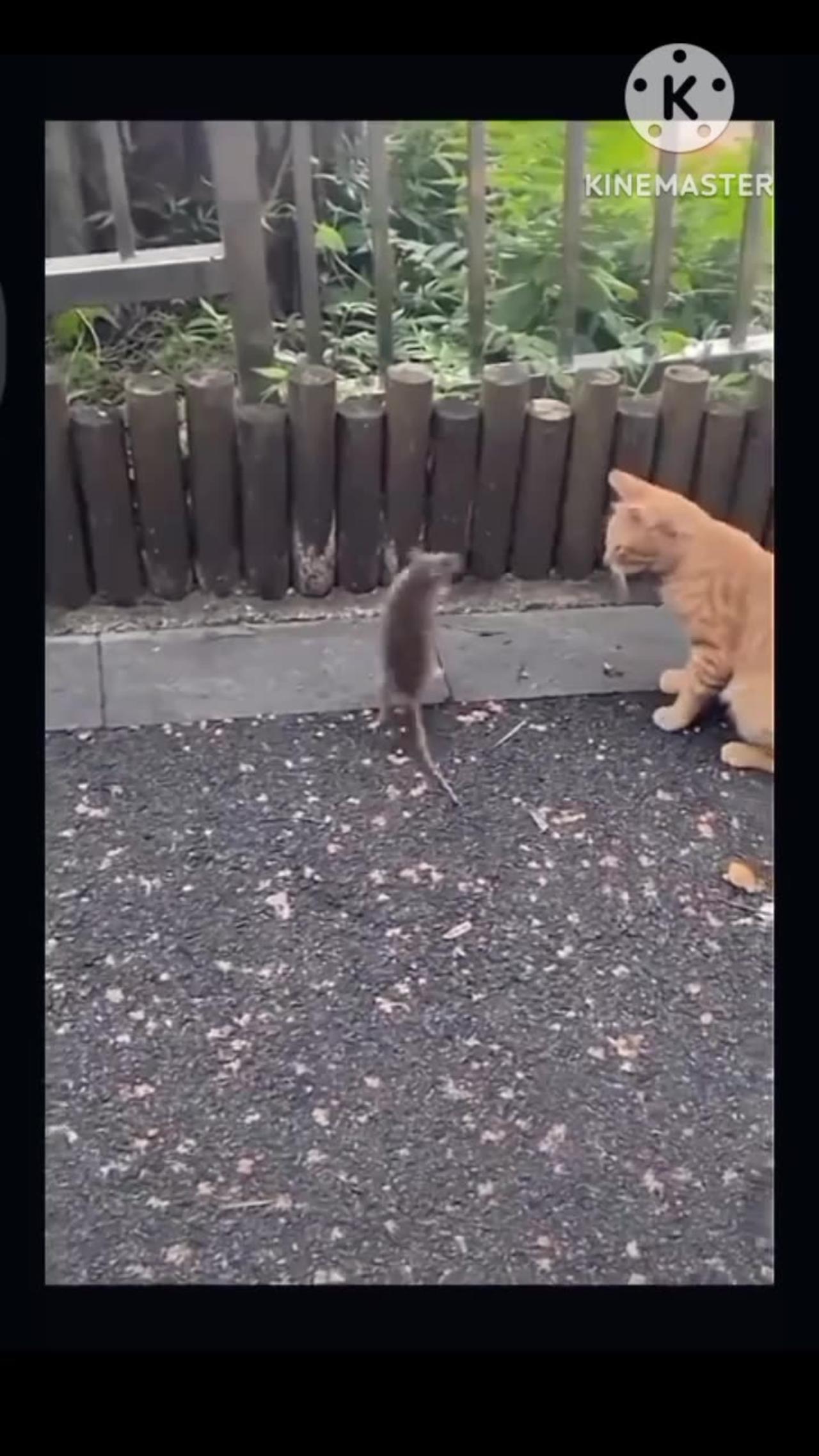 Funny Memes Cat Funny Memes One News Page Video