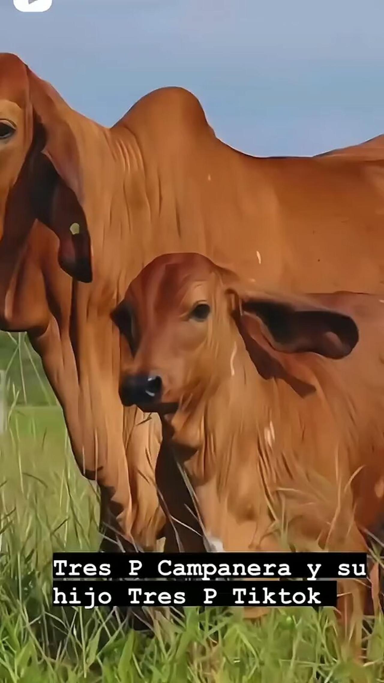 Beautiful cow and baby