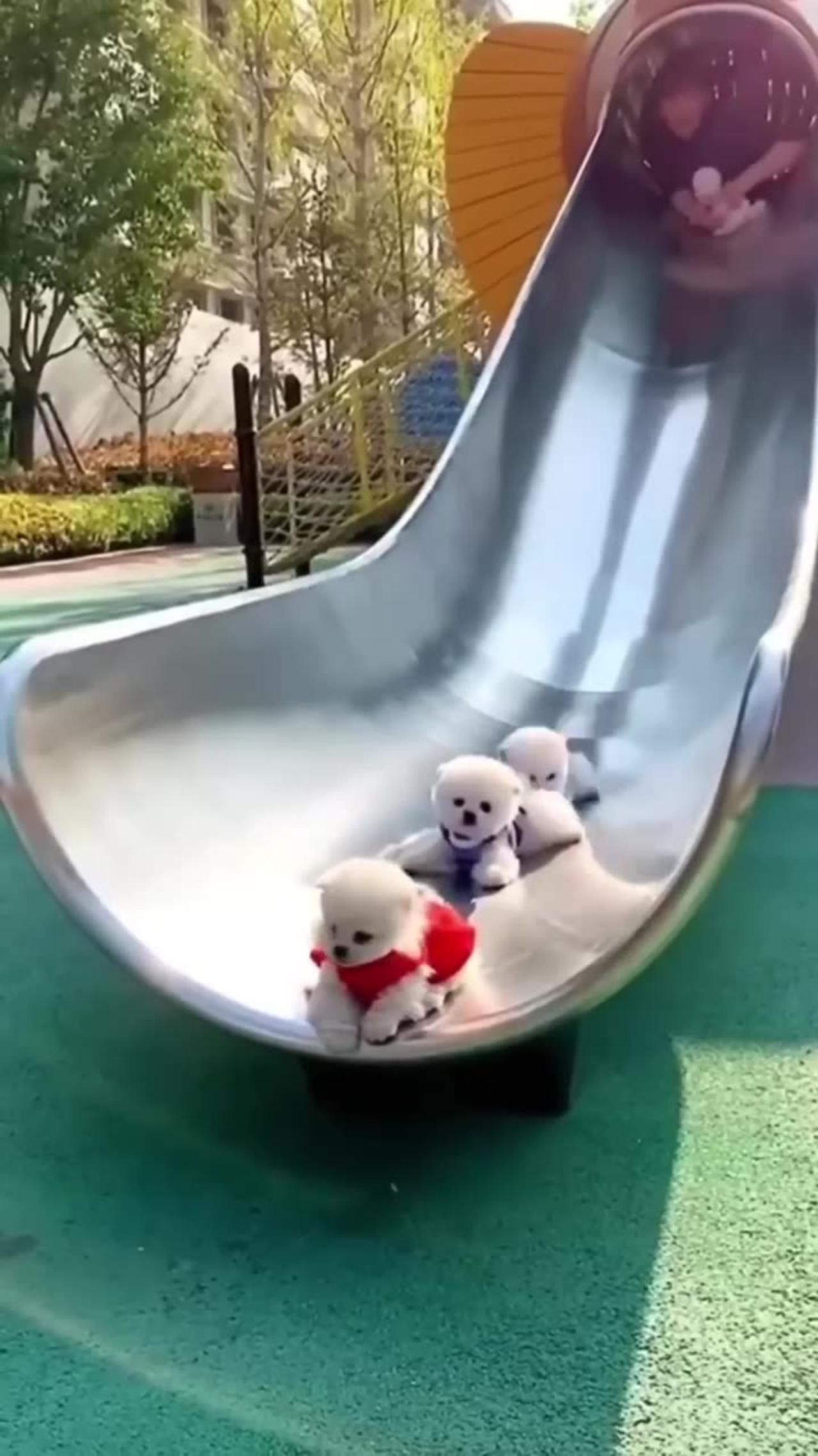 Fun and cute puppies