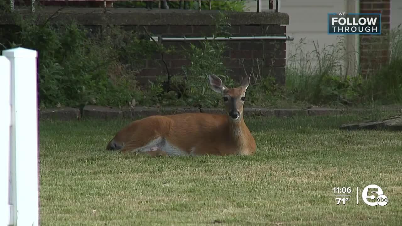 Results are in: majority of people would like to see Parma deer population decrease