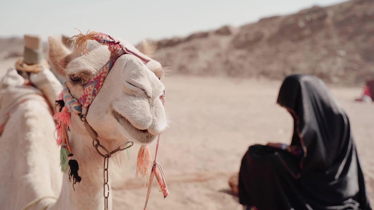"Graceful Giants: A Glimpse into the Life of Camels"