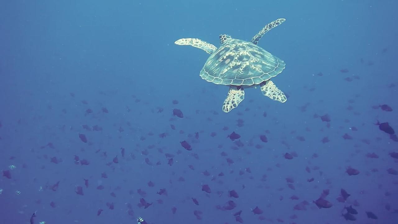 Journey of Resilience: Exploring the Life of a Turtle in the Vast Sea