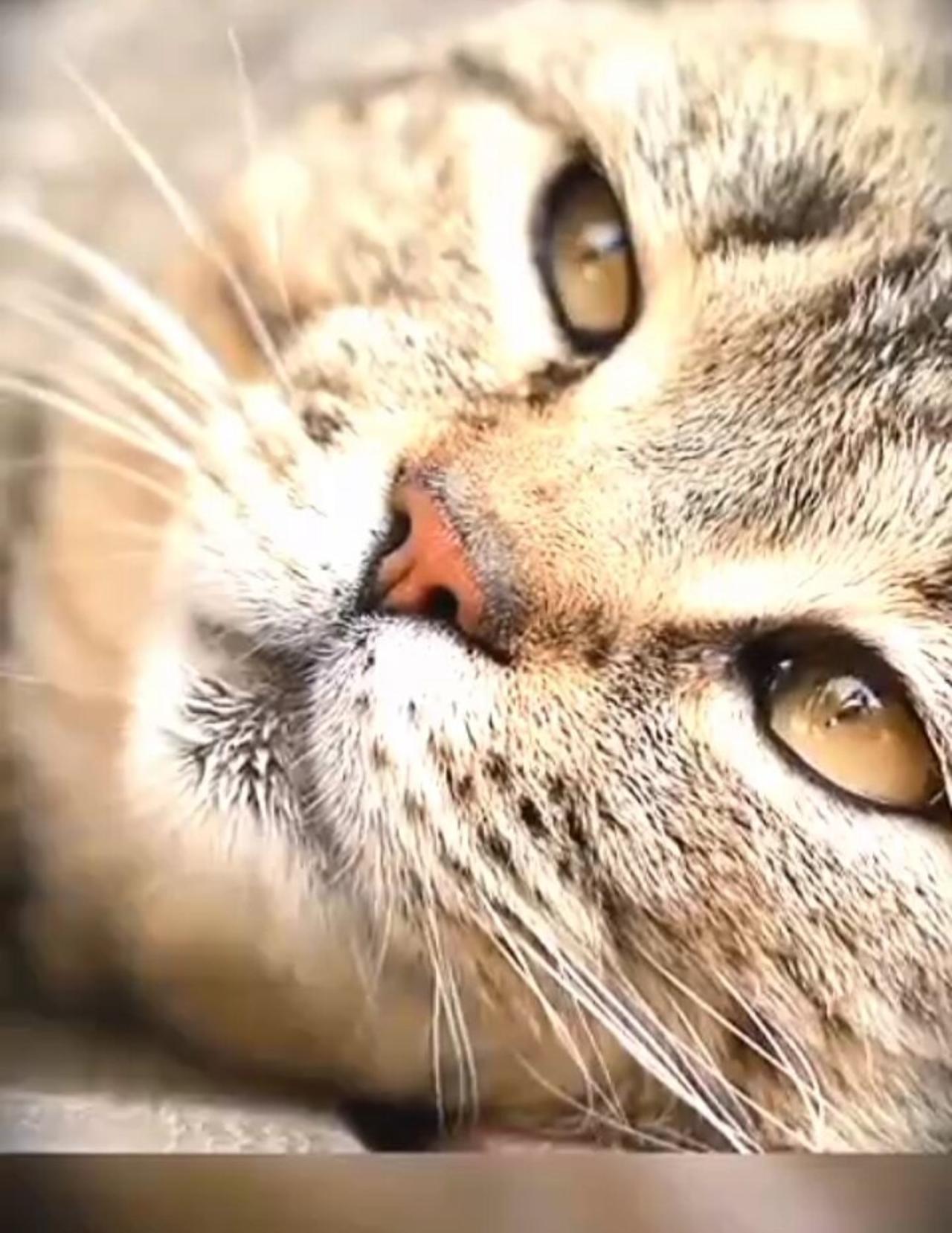 Ways to make A cat like you One News Page VIDEO