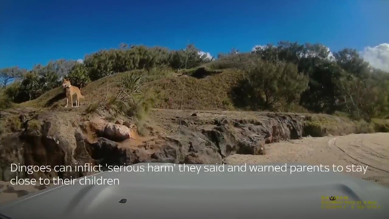 Australia: Tourist Sunbathing in Queensland Bitten by Dingo